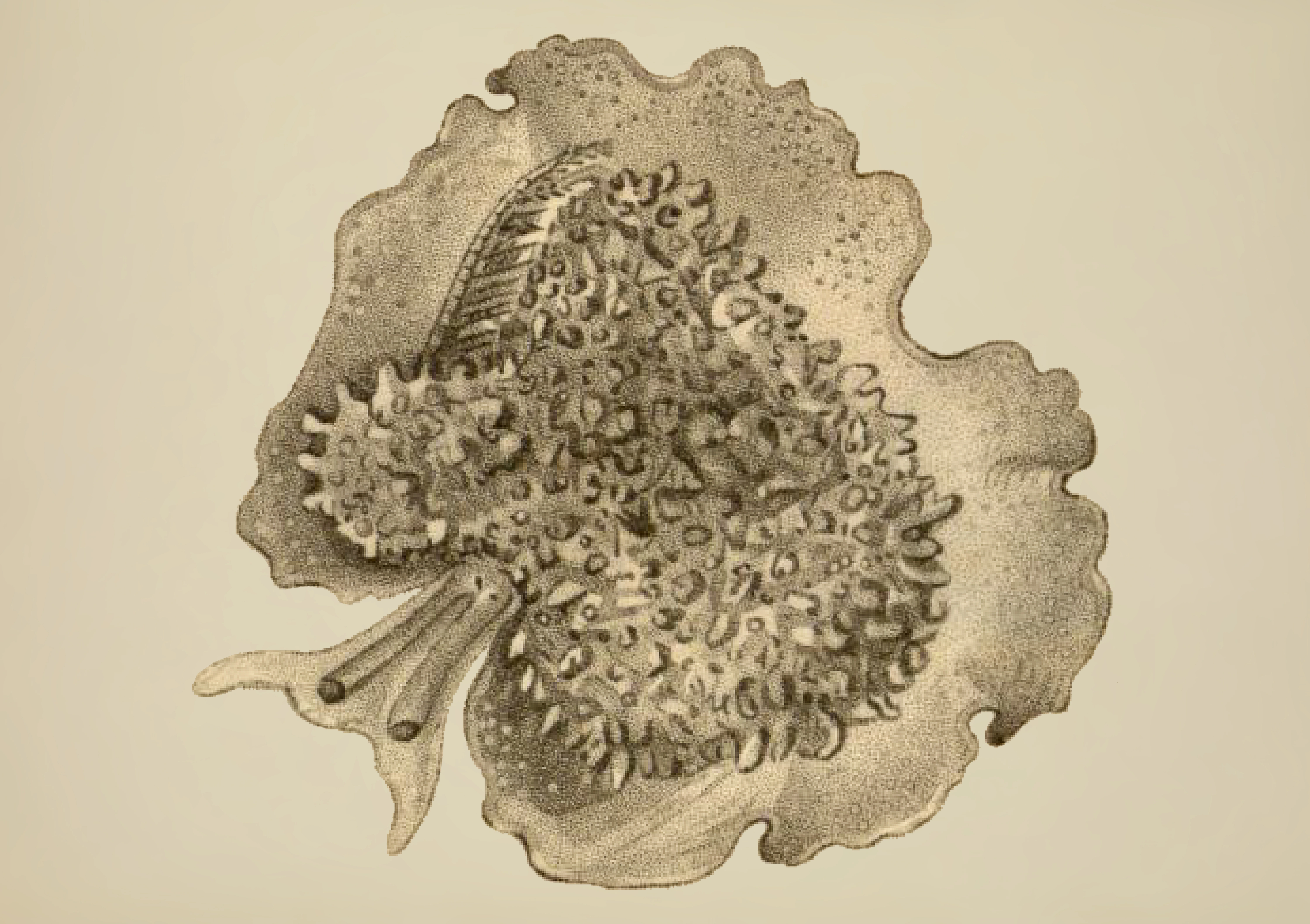 Bløtdyr: Pleurobranchus membranaceus.