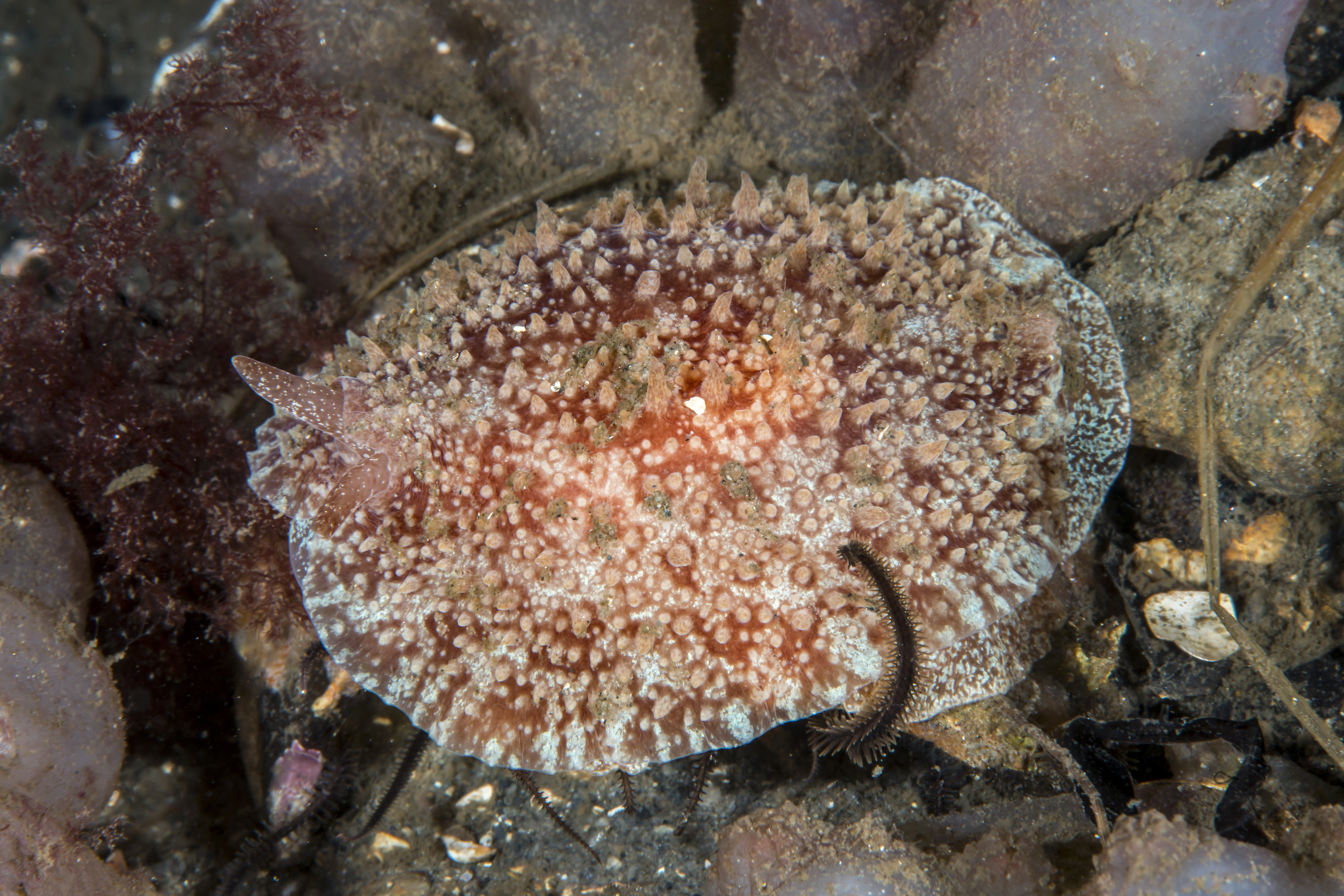 Flergjellesnegler: Pleurobranchus membranaceus.