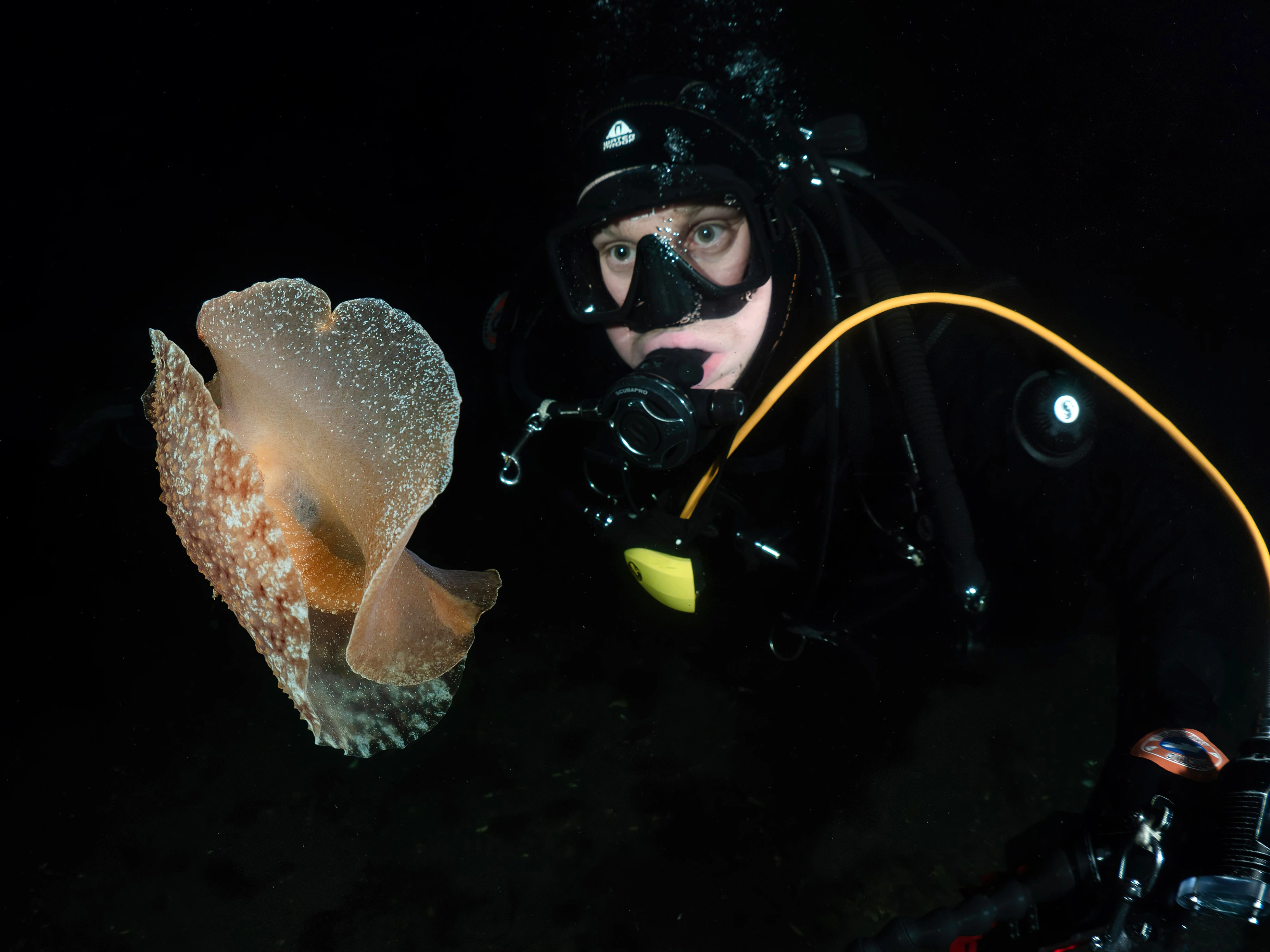 Flergjellesnegler: Pleurobranchus membranaceus.