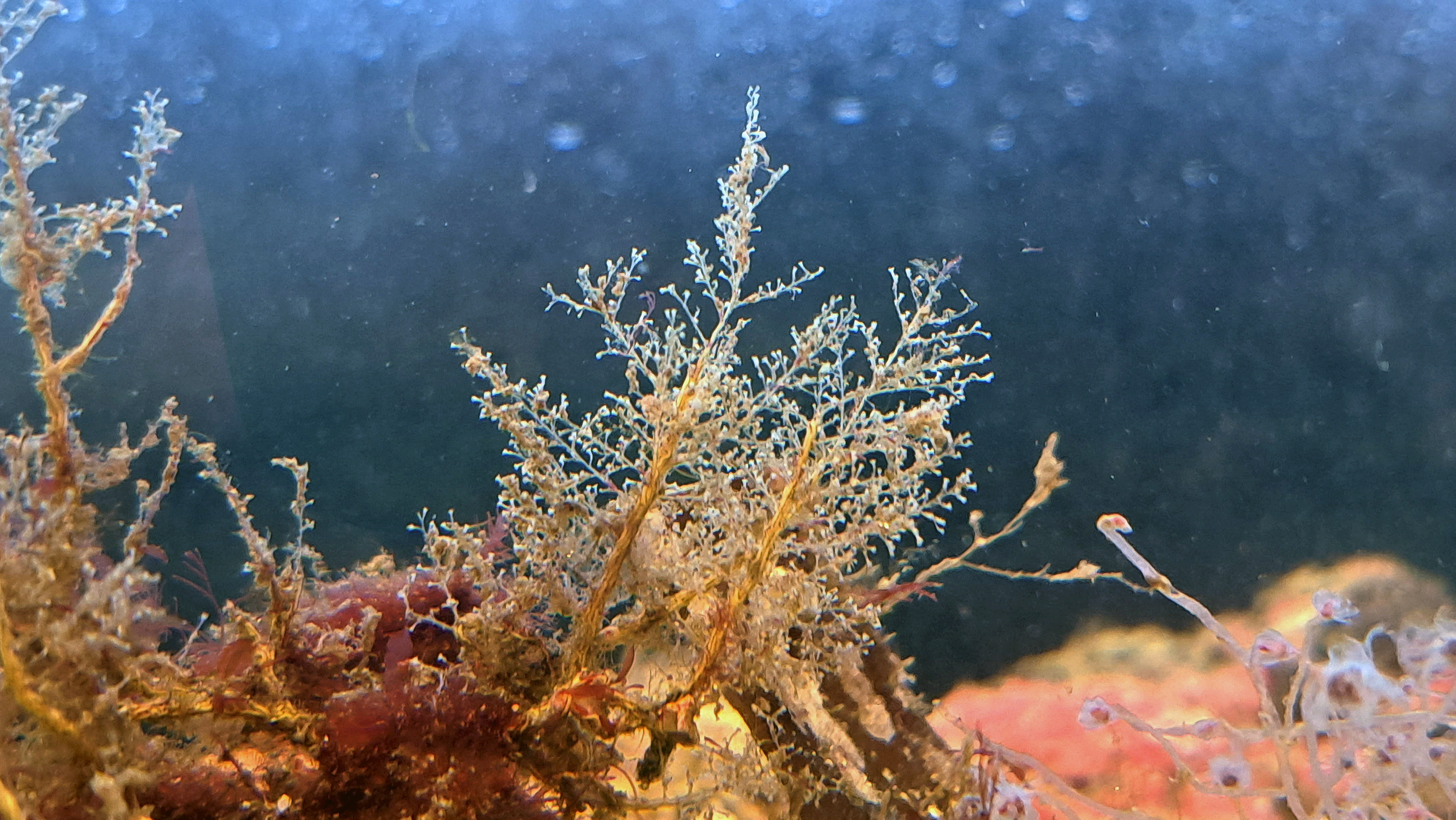 Hydrozoer: Halecium halecinum.