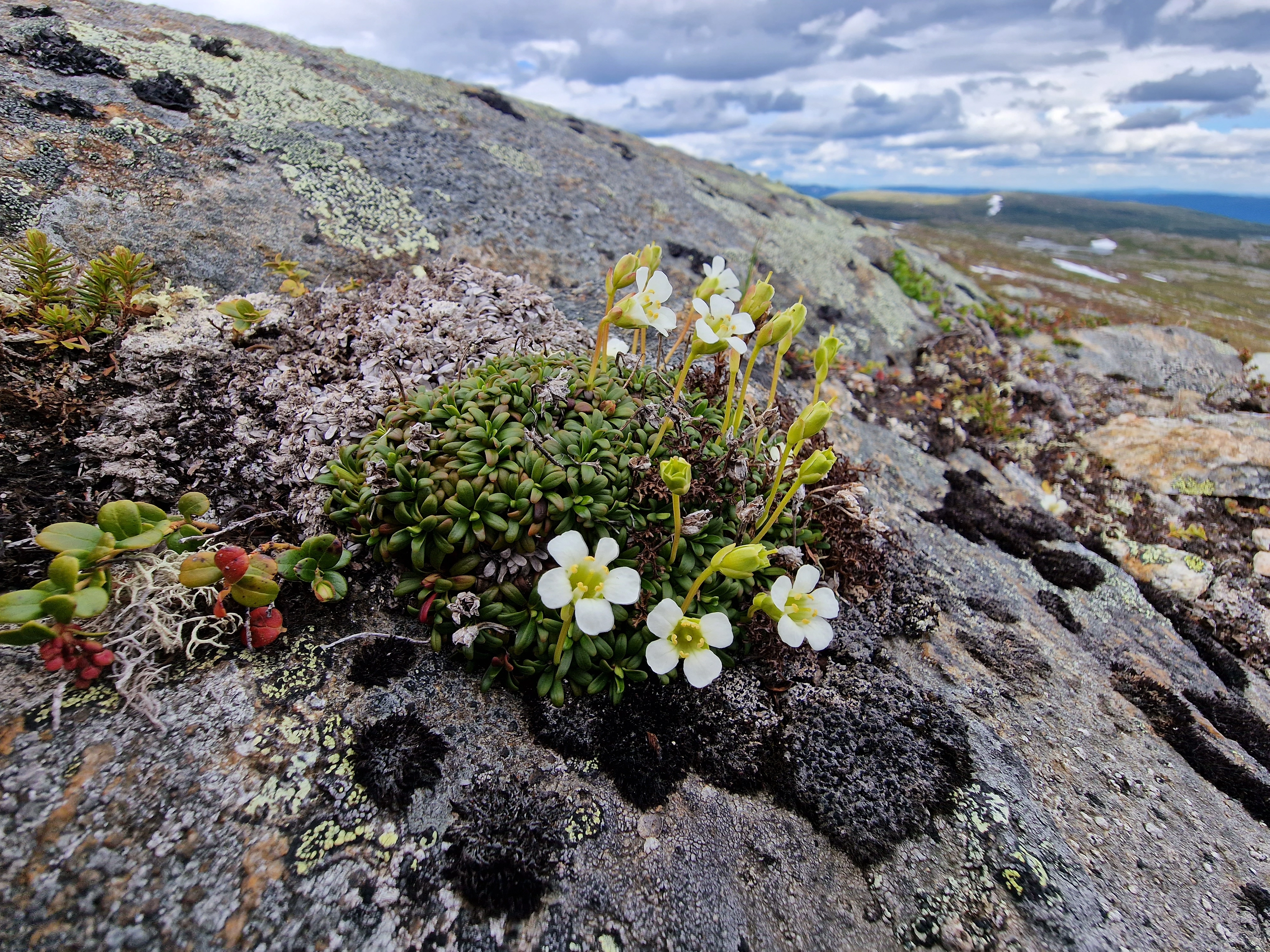 Fjellpryd.