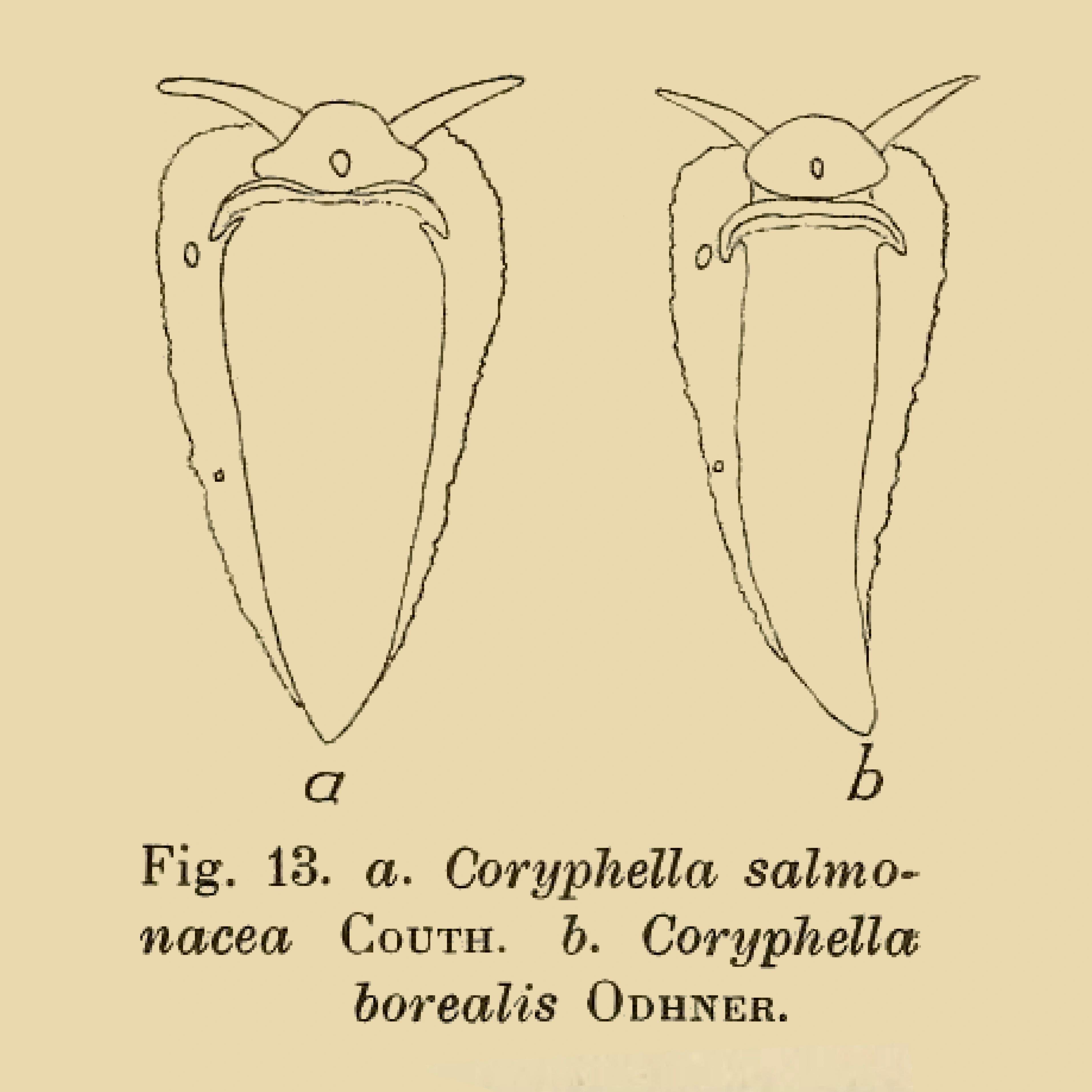 Bløtdyr: Coryphella borealis.