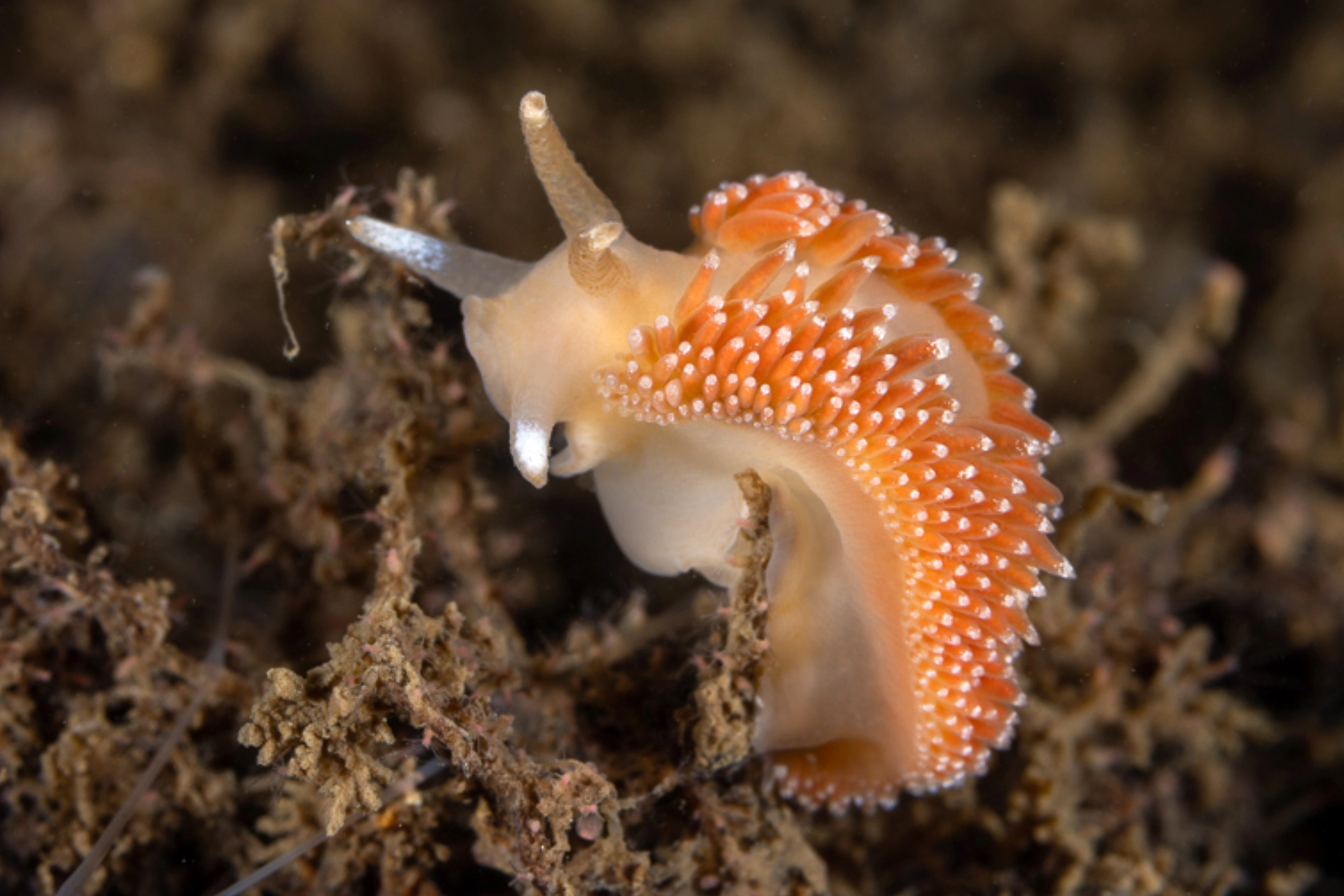 Nakensnegler: Coryphella borealis.