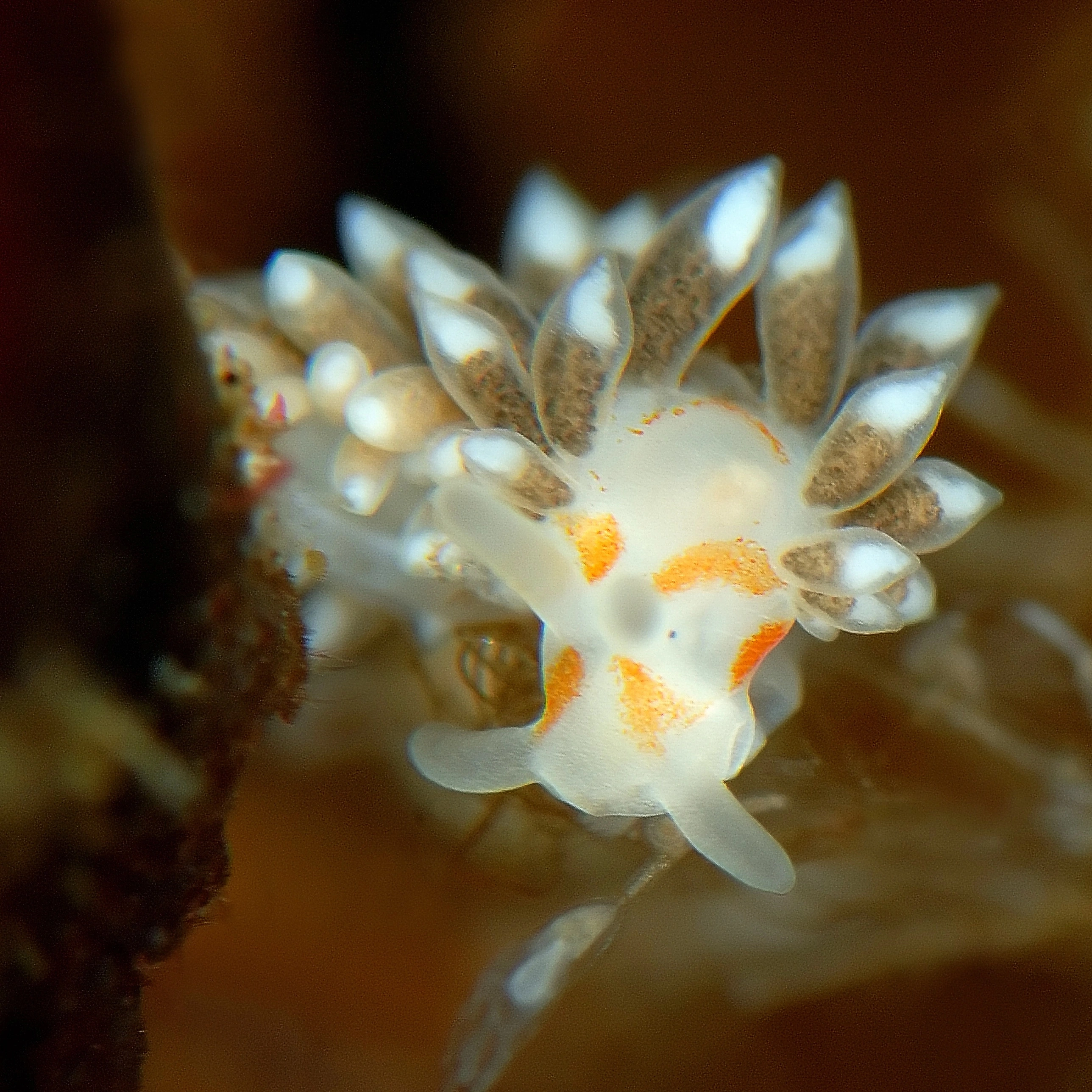 Bløtdyr: Trinchesia foliata.