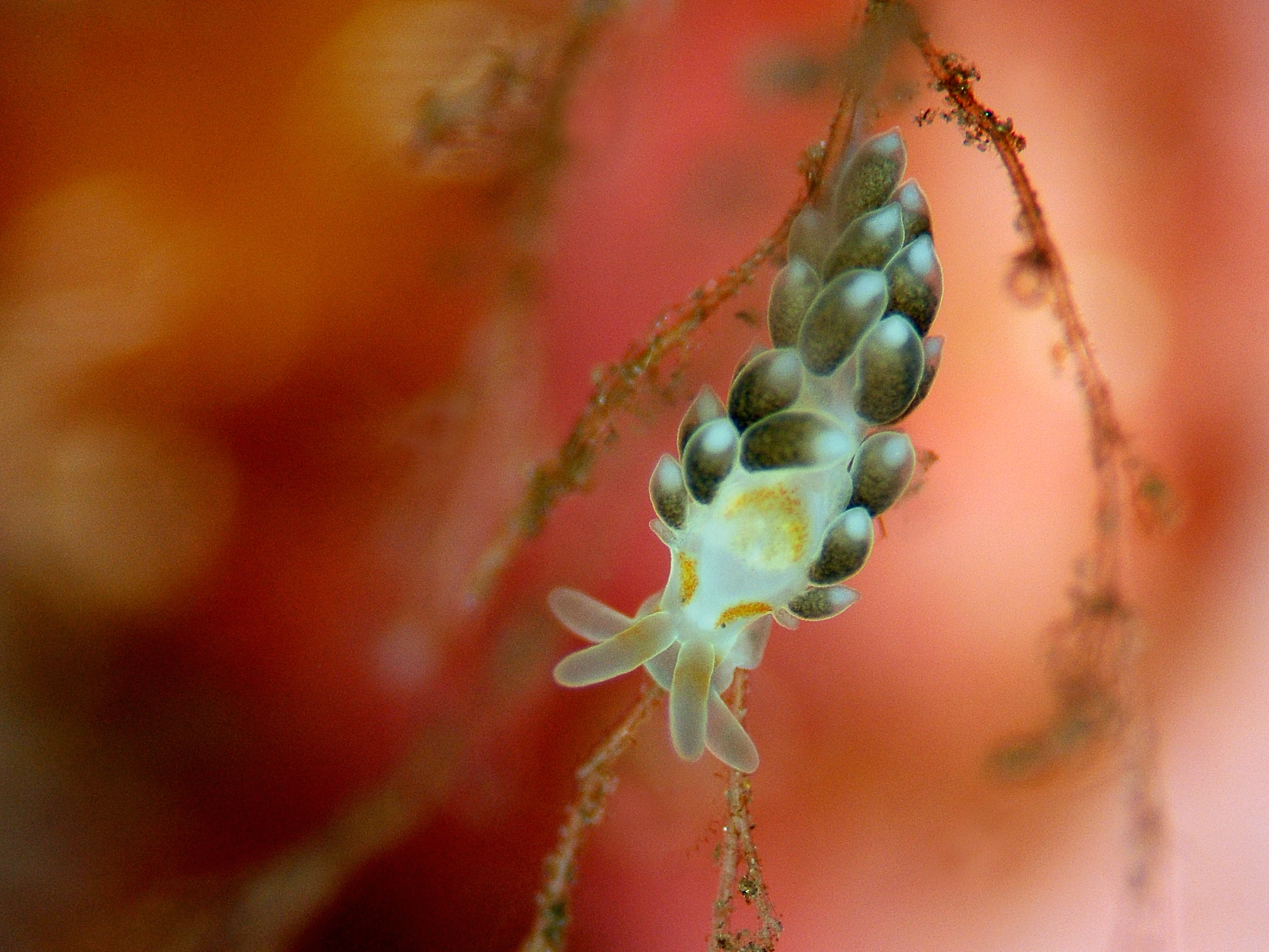 Bløtdyr: Trinchesia foliata.