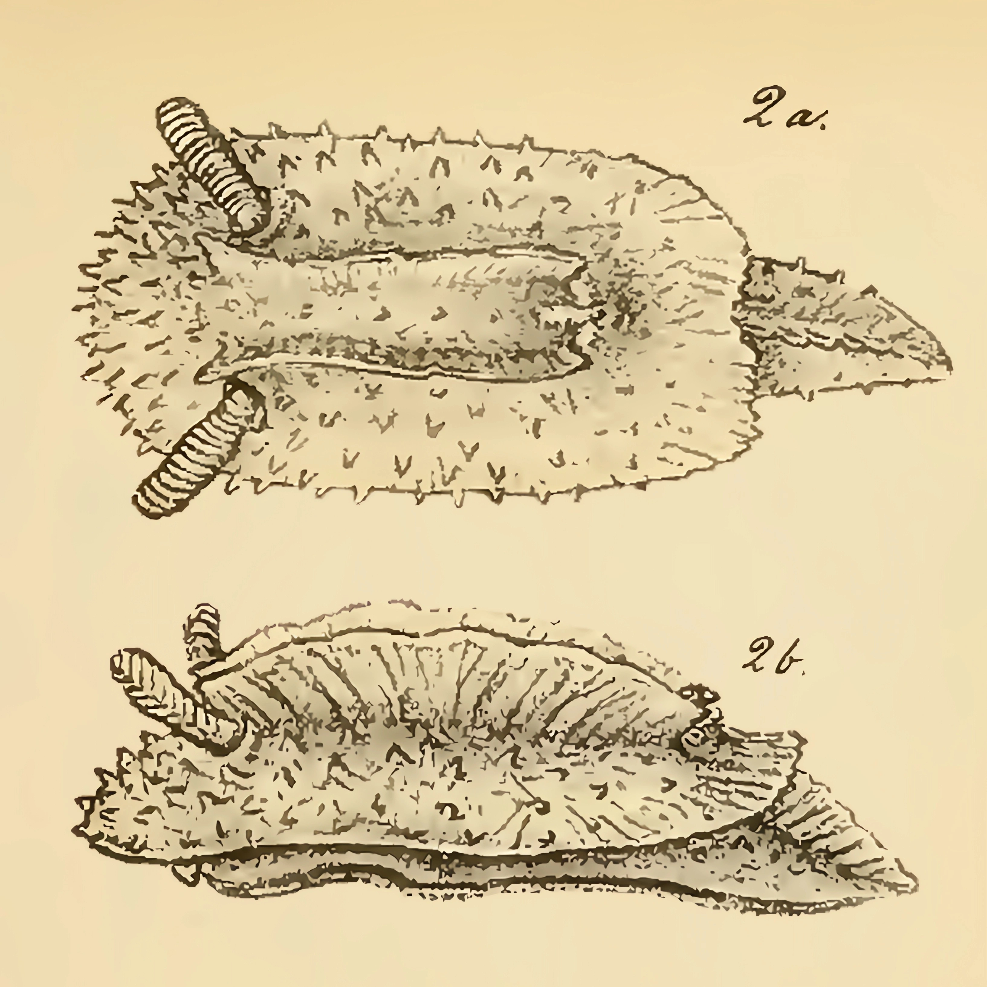 Bløtdyr: Doridunculus echinulatus.