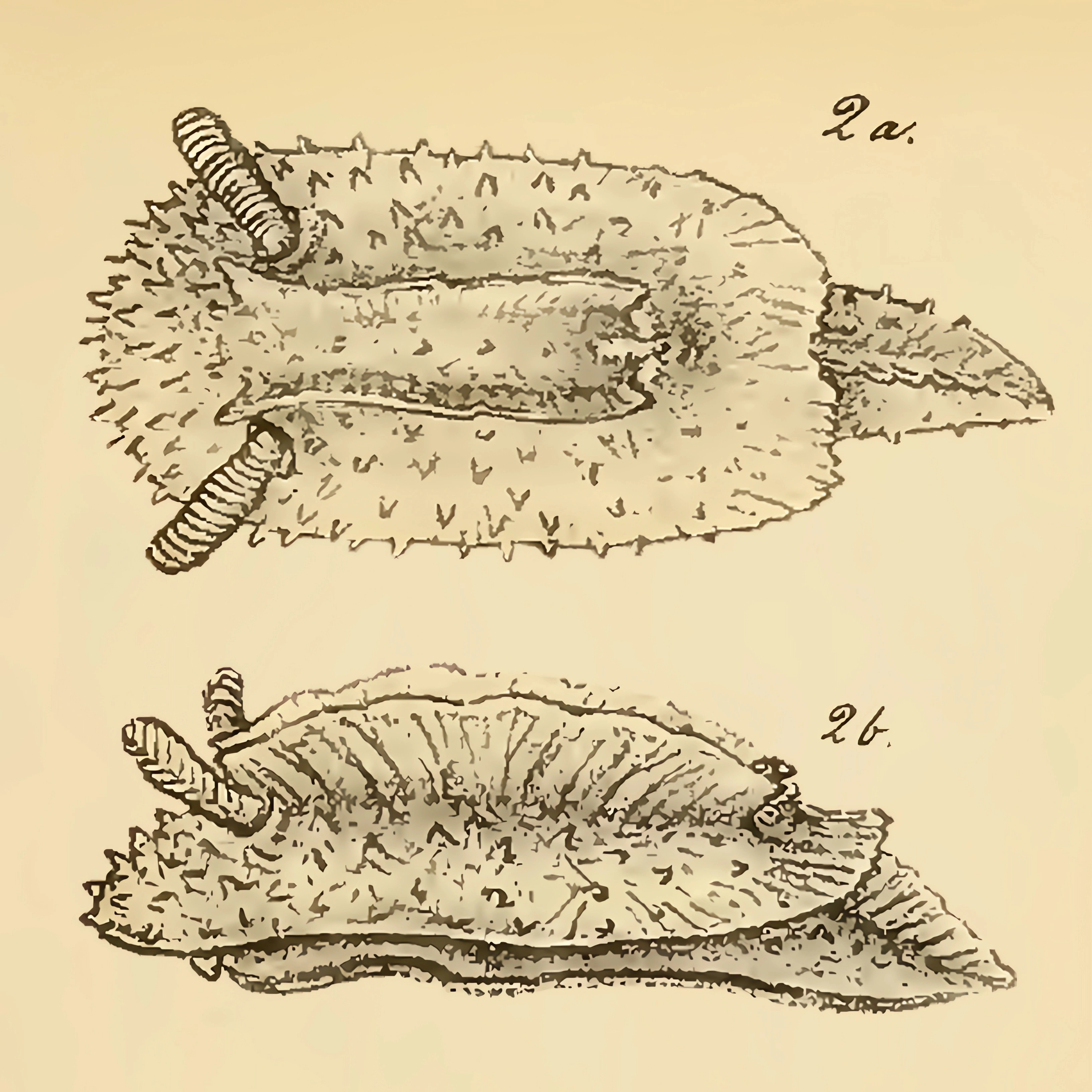 Flergjellesnegler: Doridunculus echinulatus.