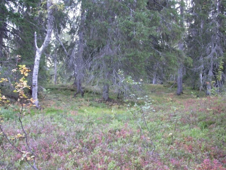 Bilde av Blåbærskog