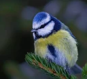 Blåmeis.