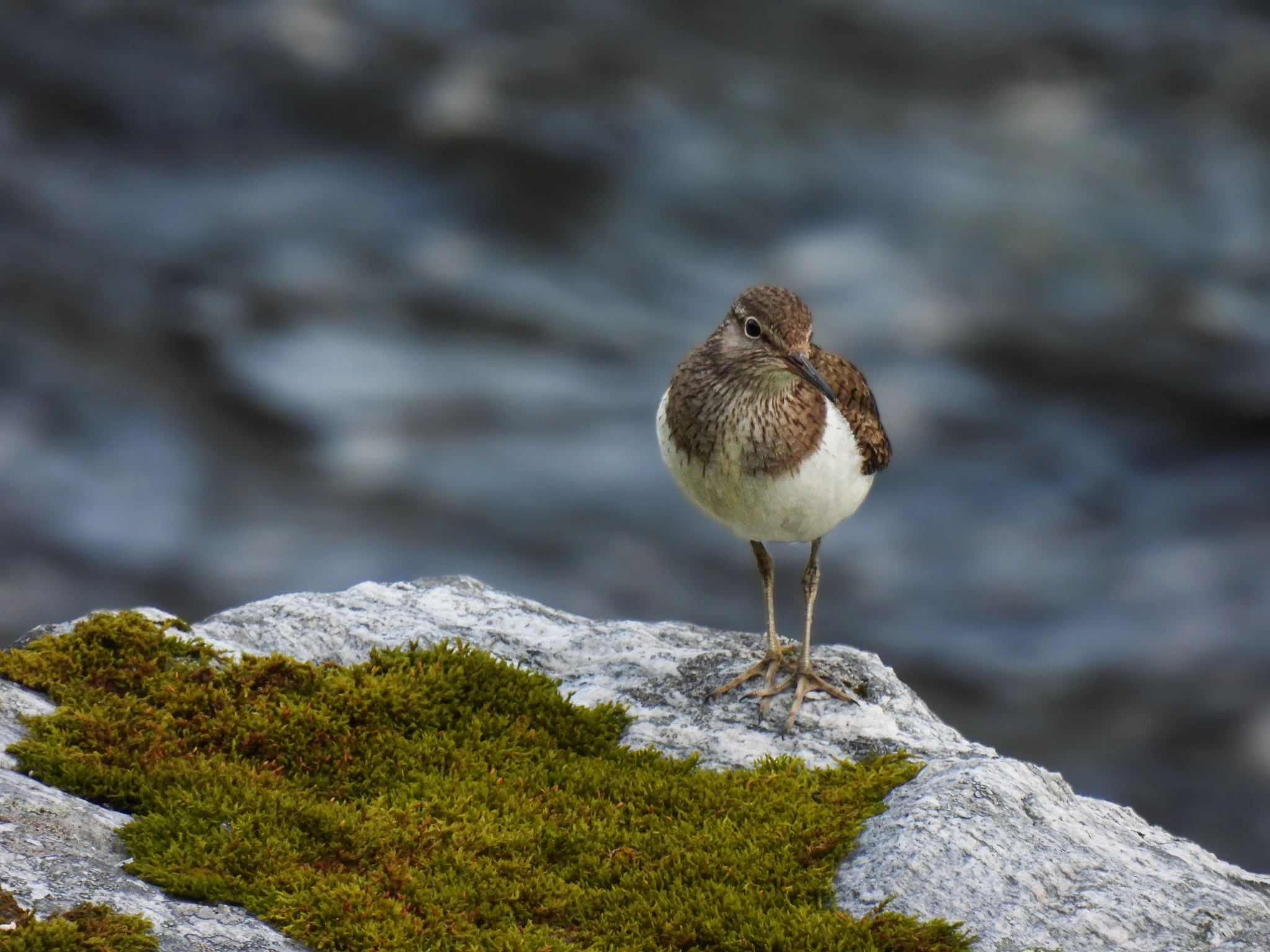 Strandsnipe.