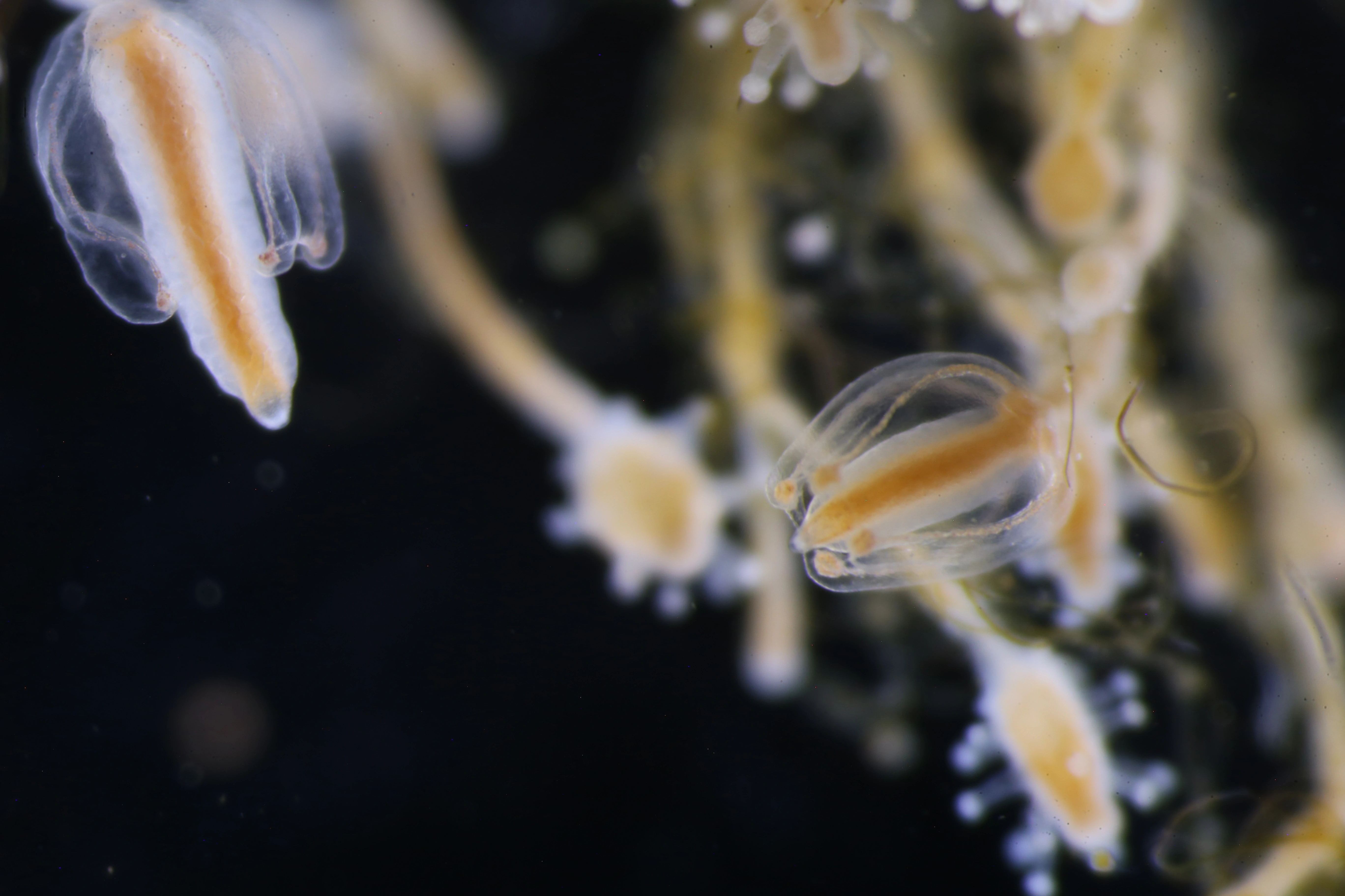 Hydrozoer: Sarsia lovenii.