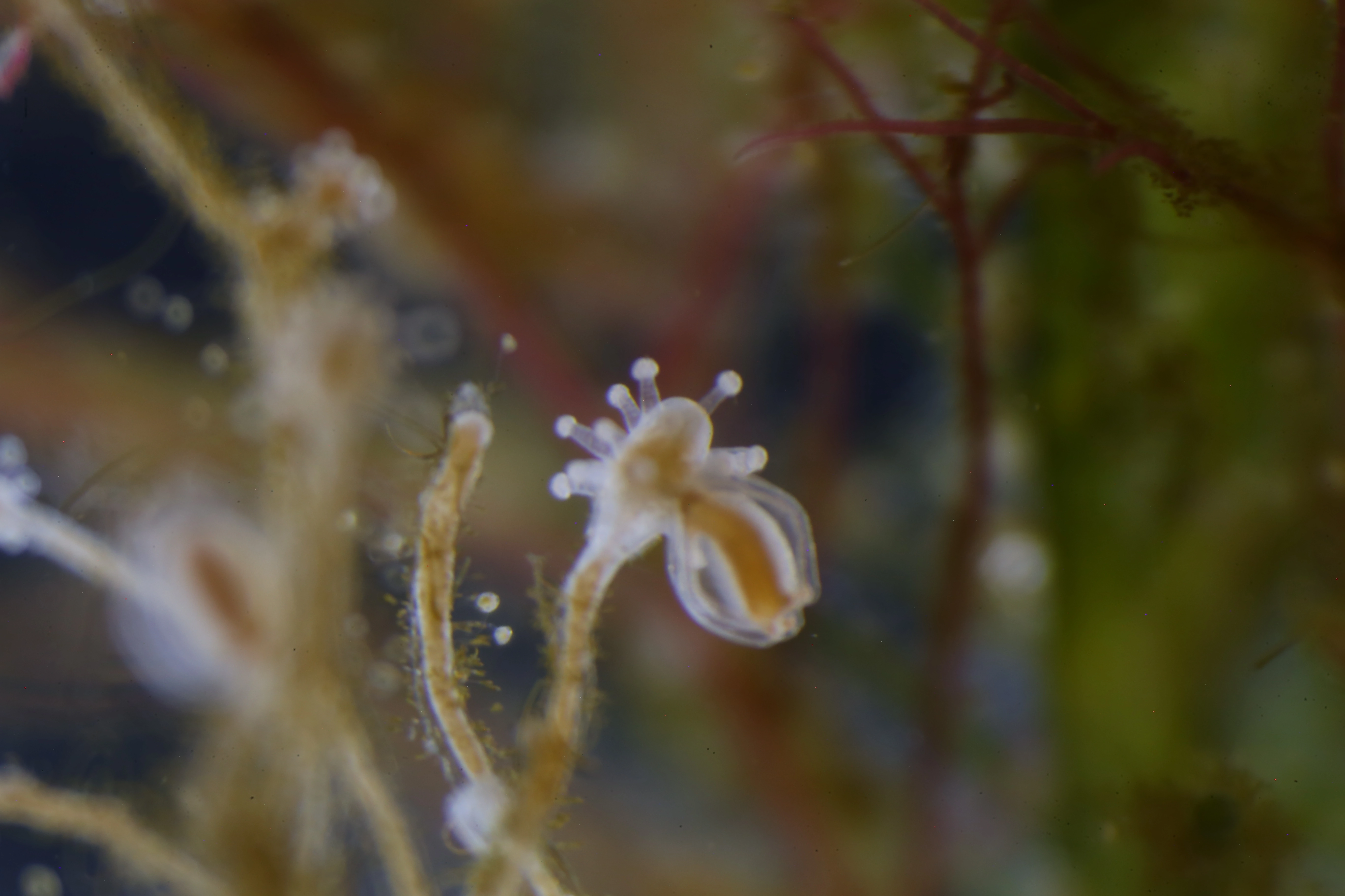 Hydrozoer: Sarsia lovenii.