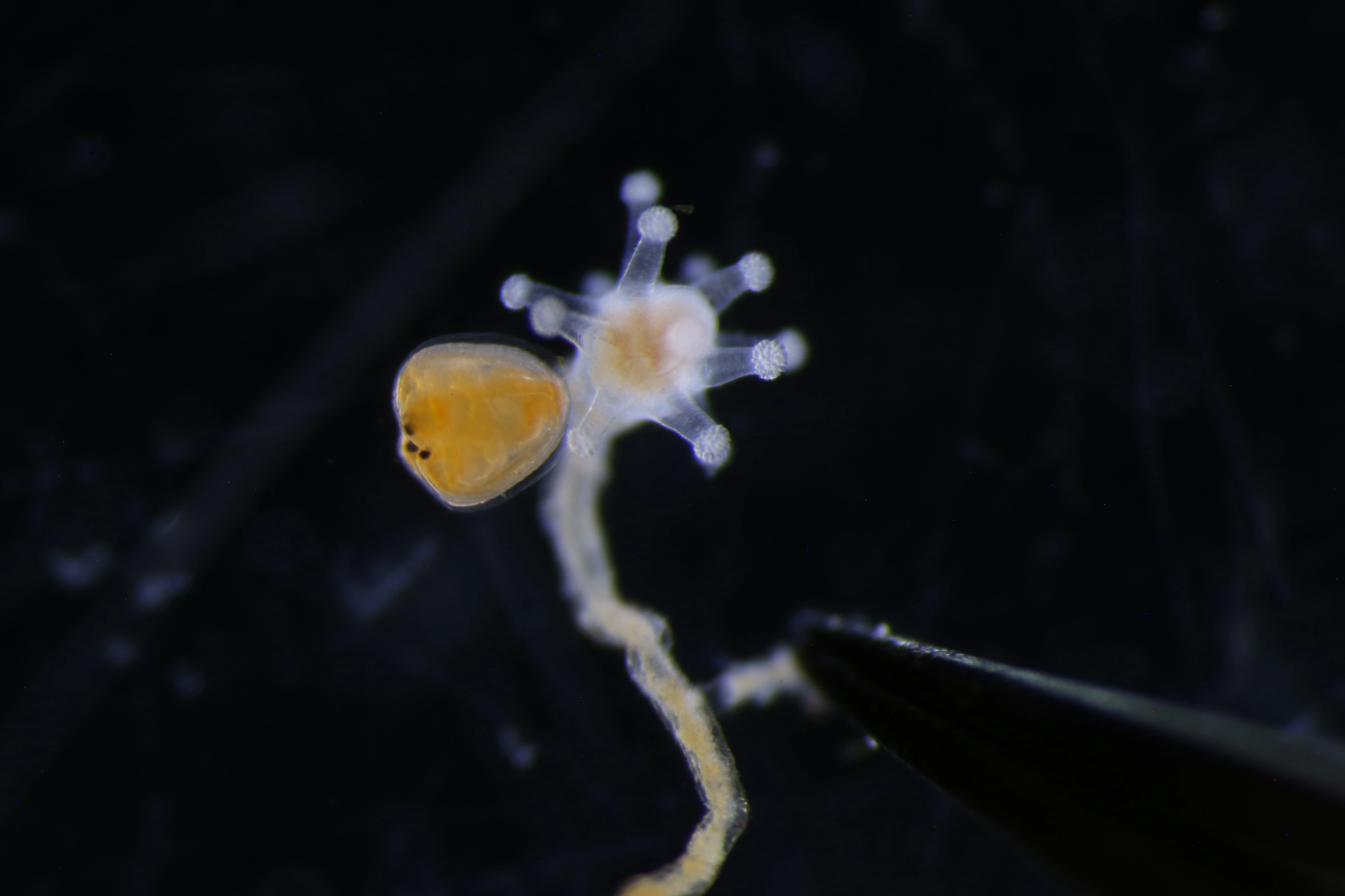 Hydrozoer: Sarsia tubulosa.