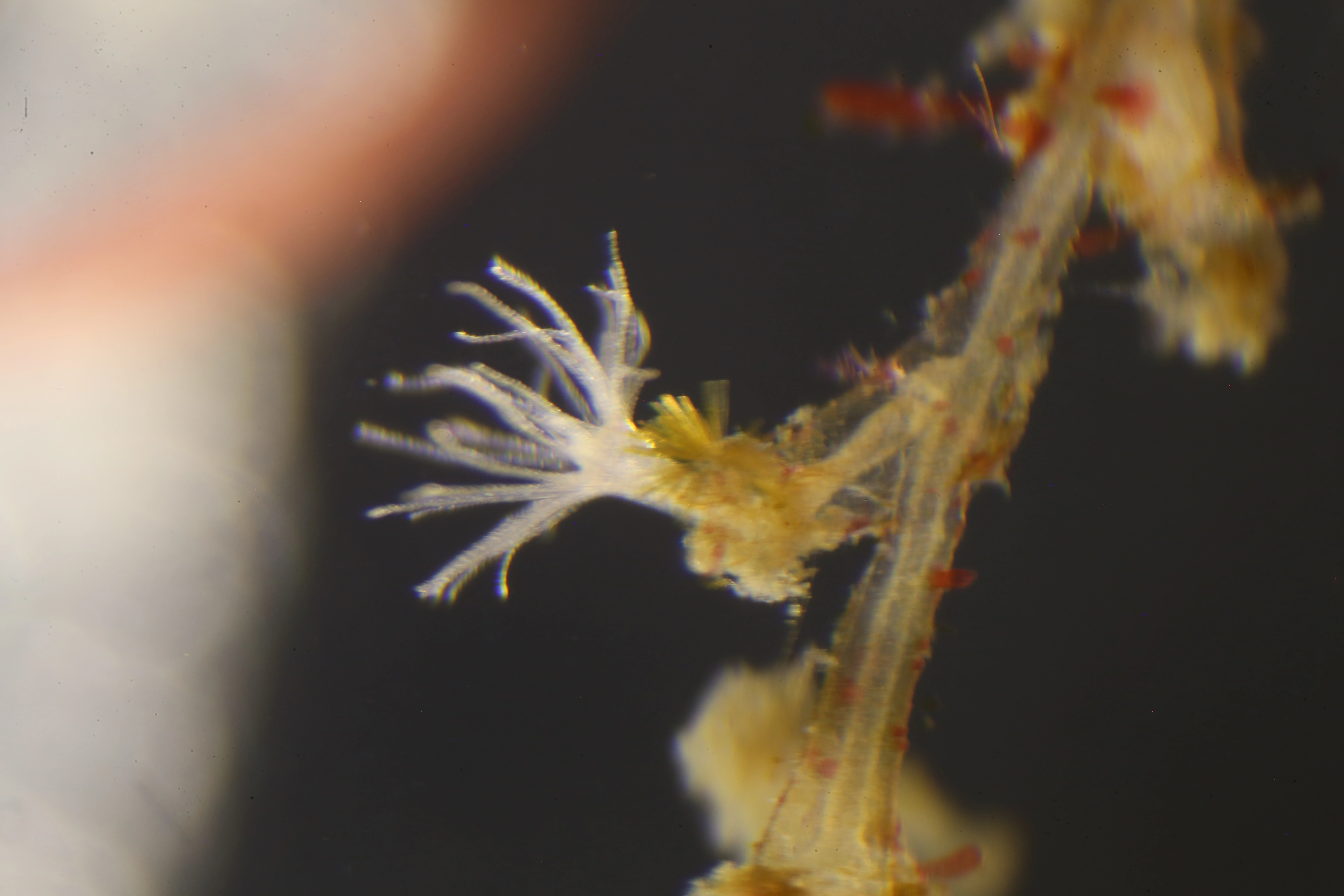 Hydrozoer: Sertularella.