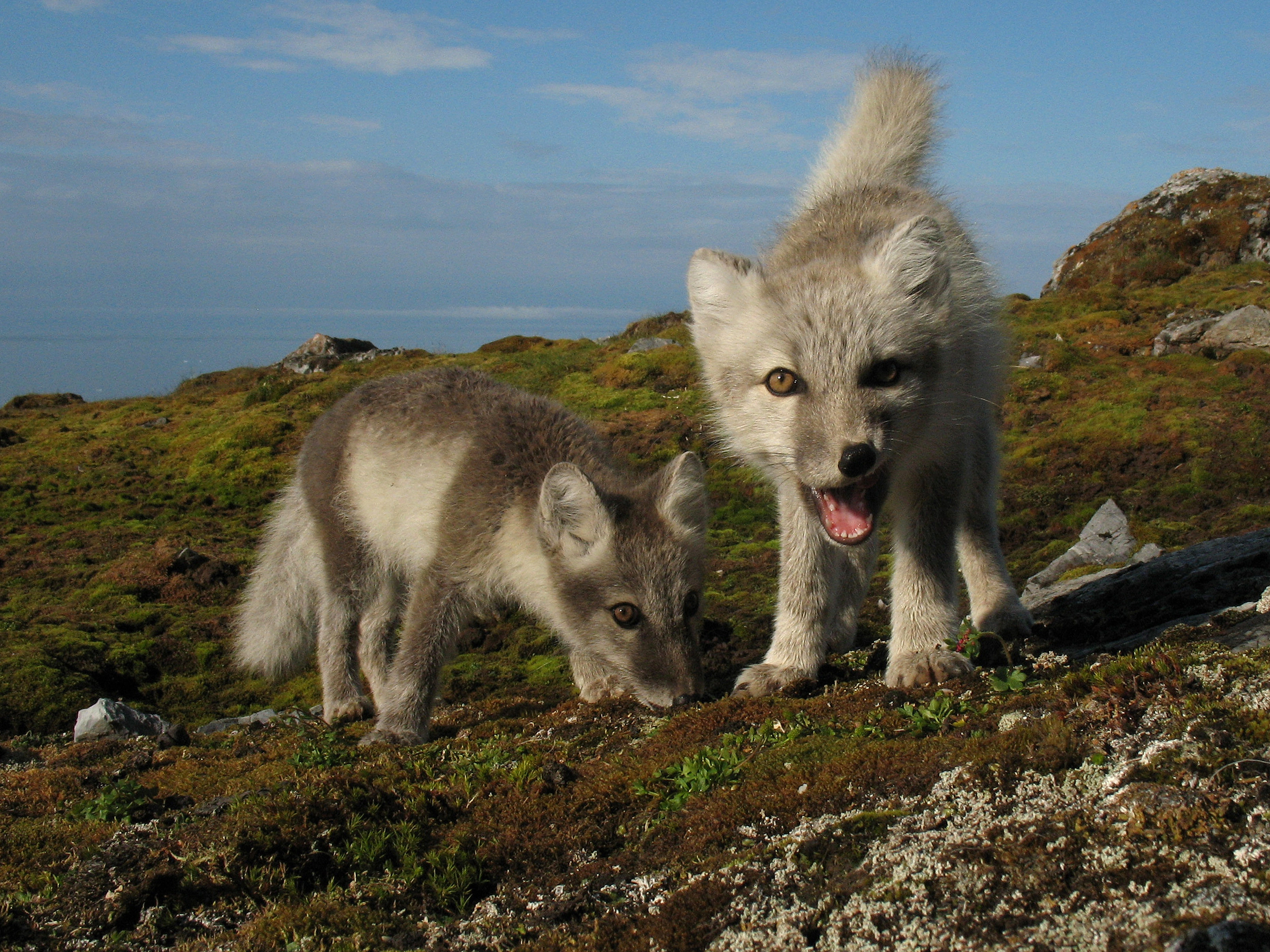 Virveldyr: Vulpes lagopus.