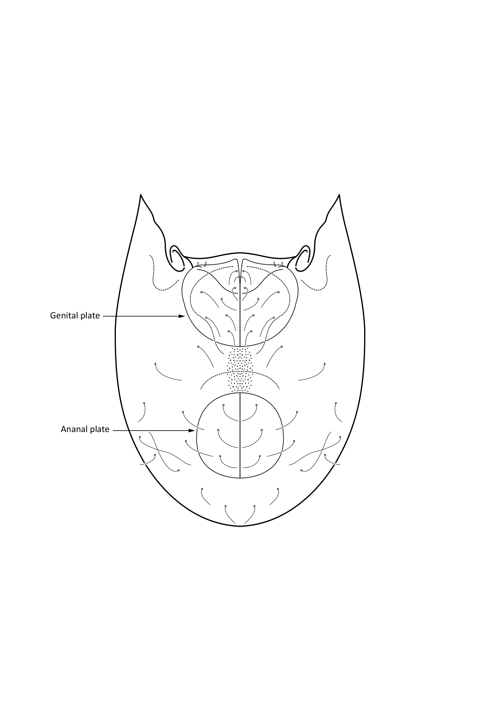 Midd: Mesoplophora pulchra.