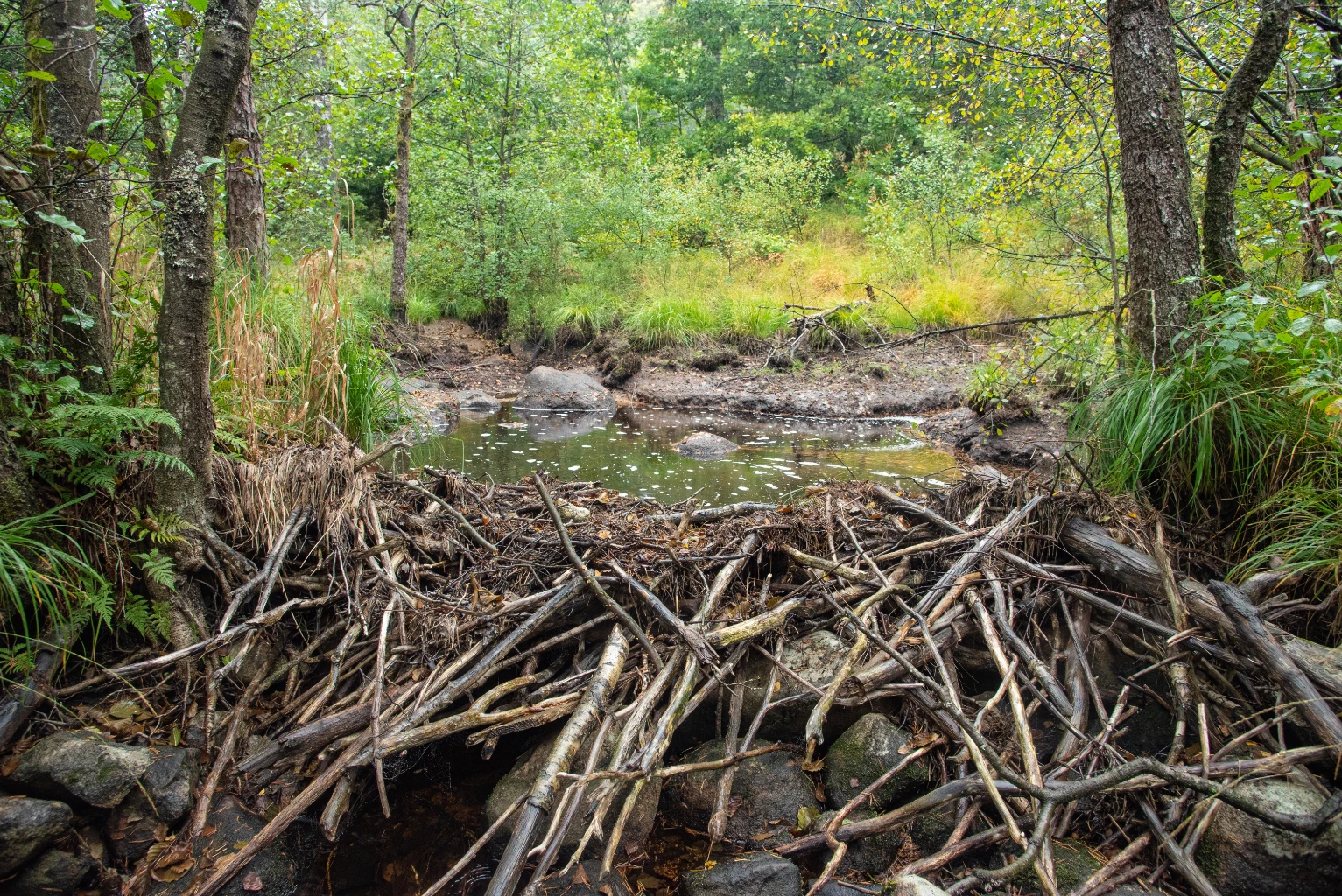 Bilde av naturtypen