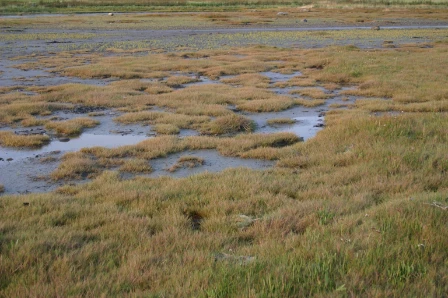 Bilde av Strandeng i nederste- til midtre landstrandbelte