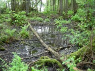 Nordre Jeløy, Ø for Kolabonn, Moss, Østfold.
