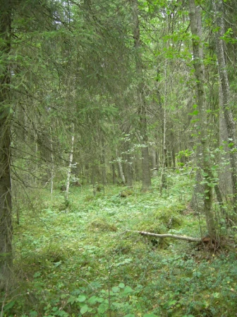 Bilde av Klart kalkrik kildesumpskogsmark, myr- og sumpskogsmark