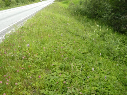 Bilde av Blomsterenger, usprøytete vegkanter og liknende med semi-naturlig hevdpreg