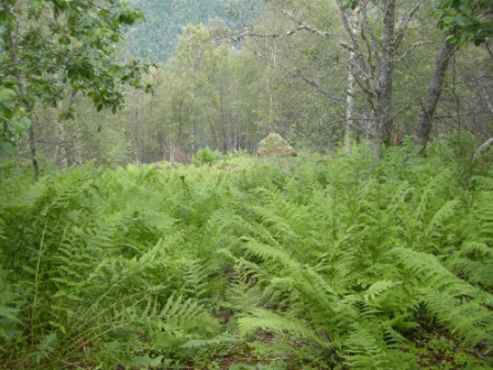 Bilde av Storbregneskog