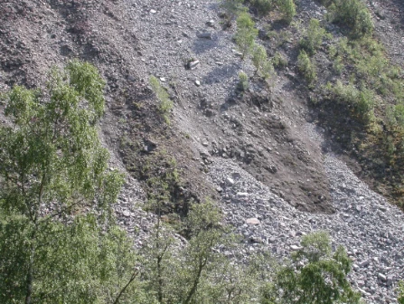 Bilde av Kalkfattig sand- og grus-rasmark