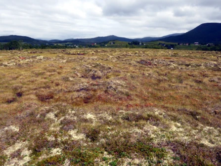 Bilde av Nedbørsmyr-tuenivå