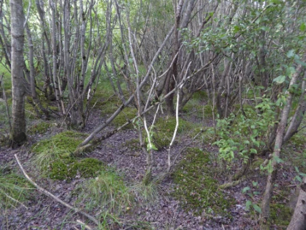 Bilde av Noe eksponert flomskogsmark på grus og stein