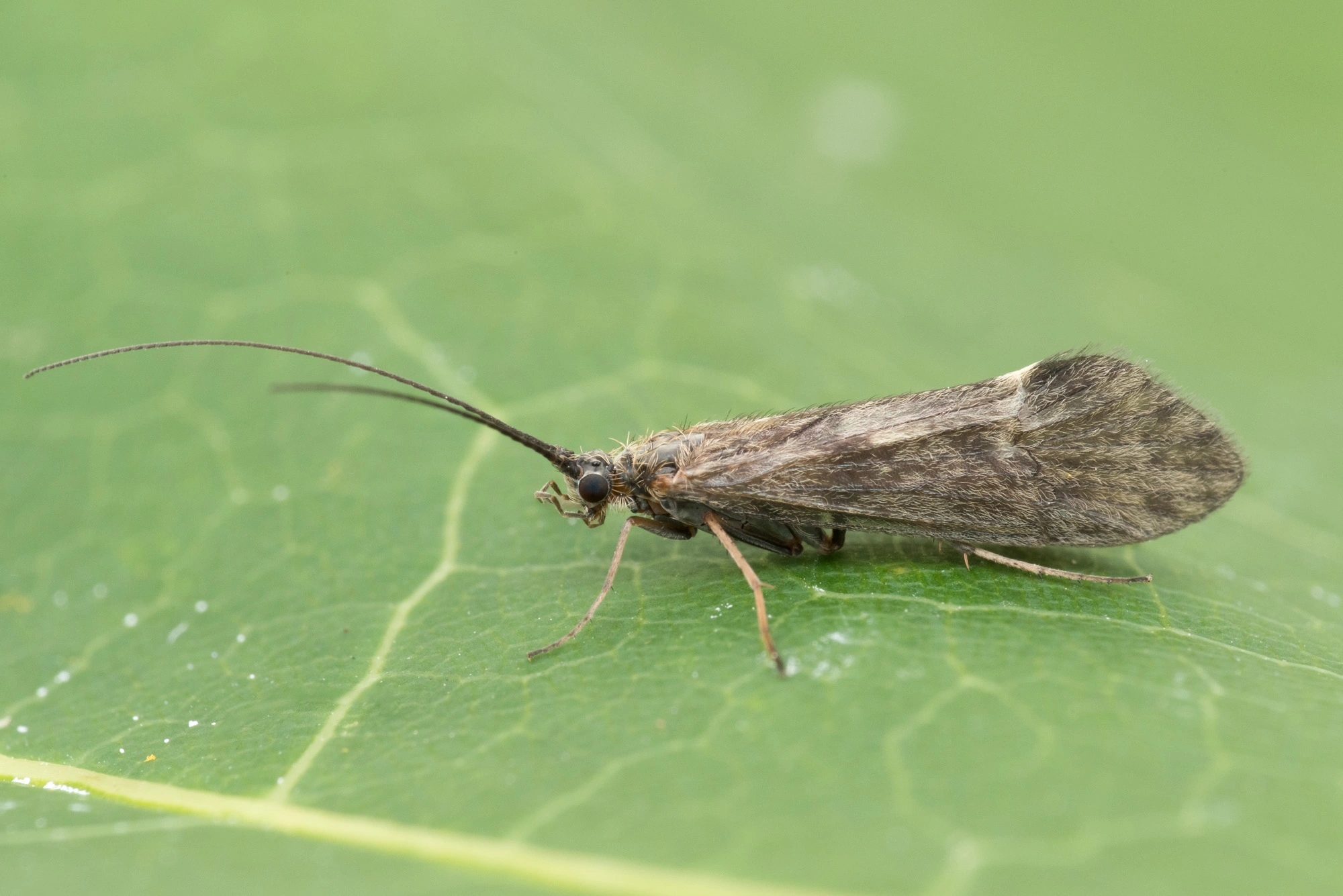 Vårfluer: Apatania dalecarlica.