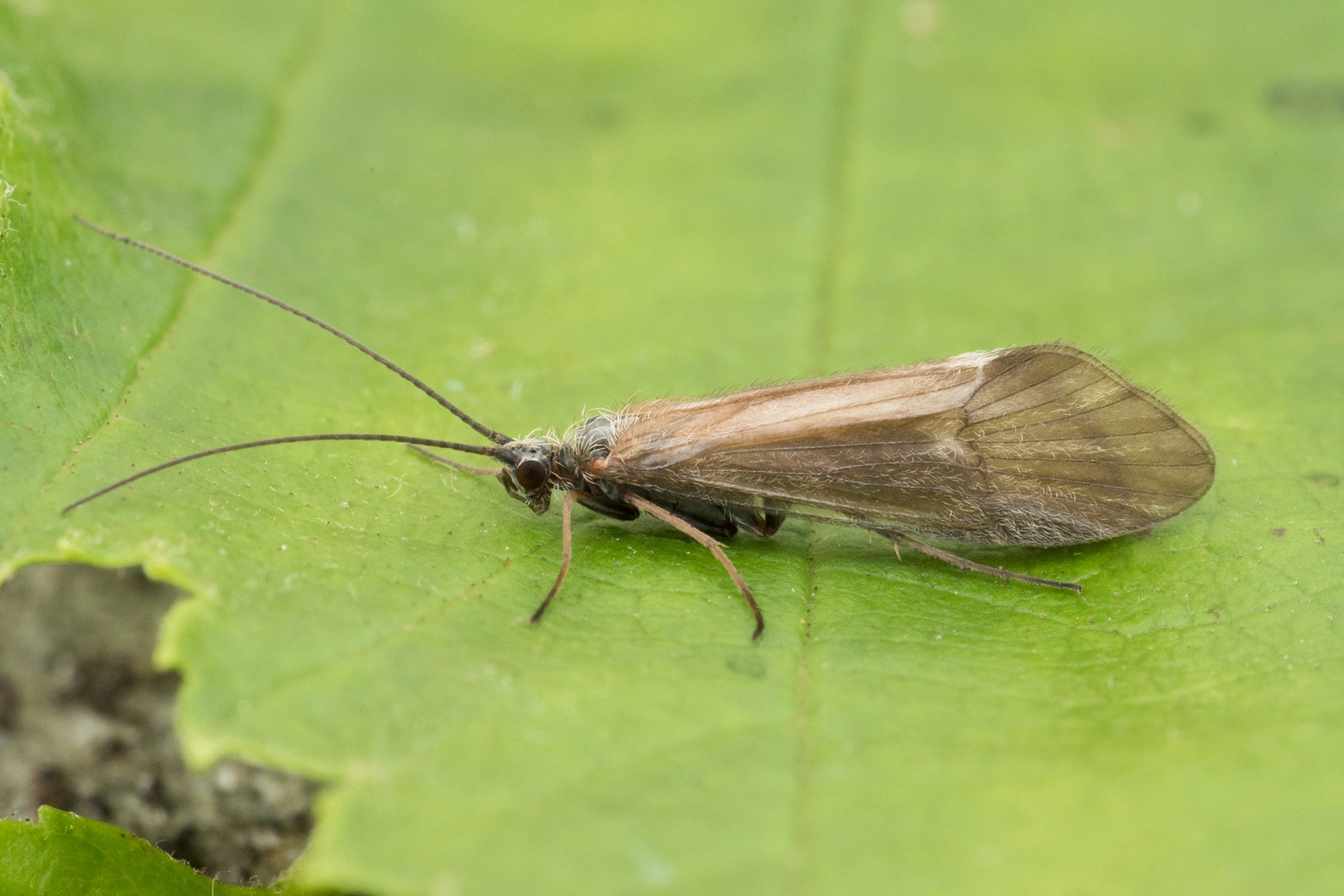 Vårfluer: Apatania stigmatella.