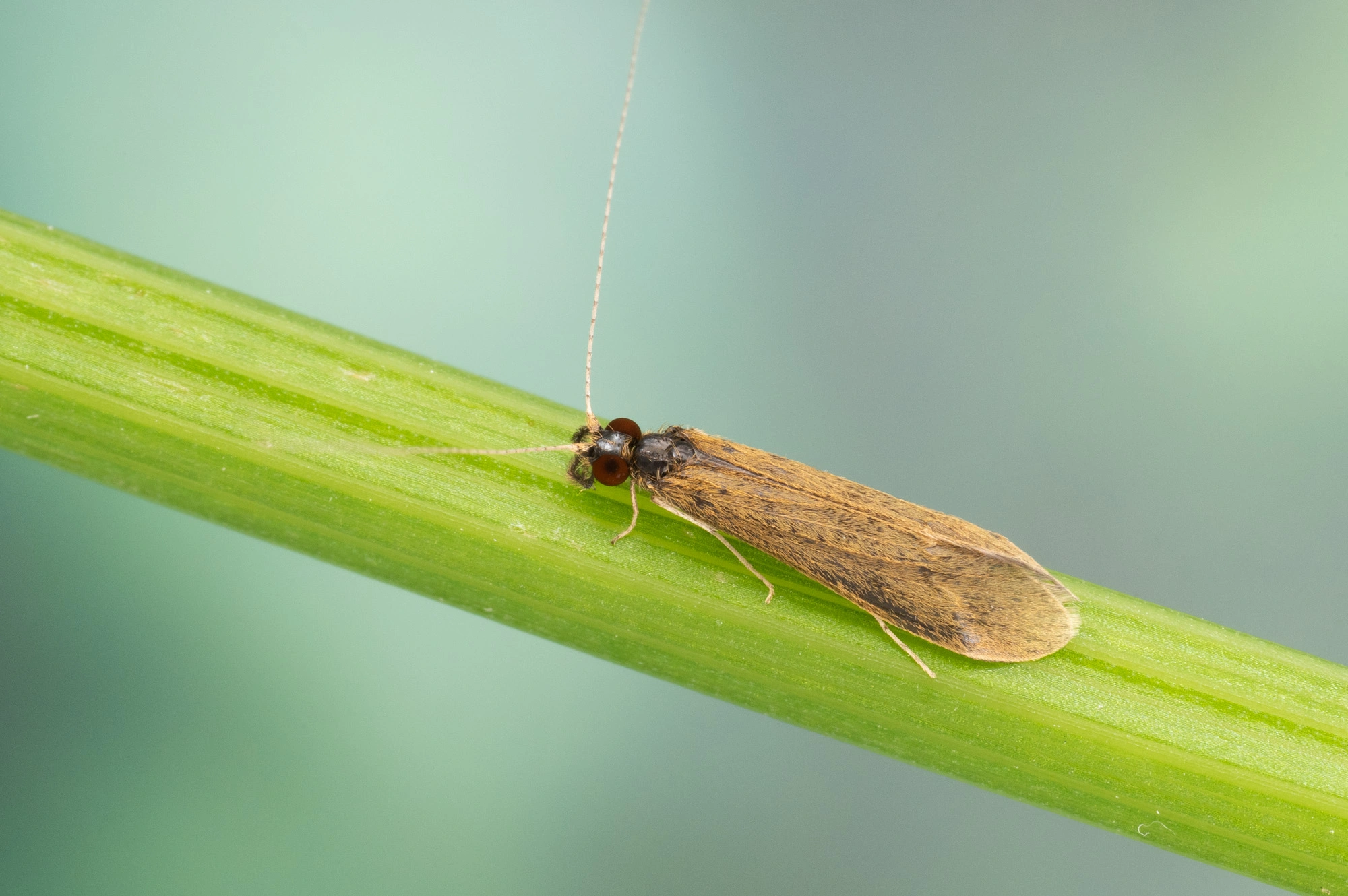 Vårfluer: Mystacides longicornis.