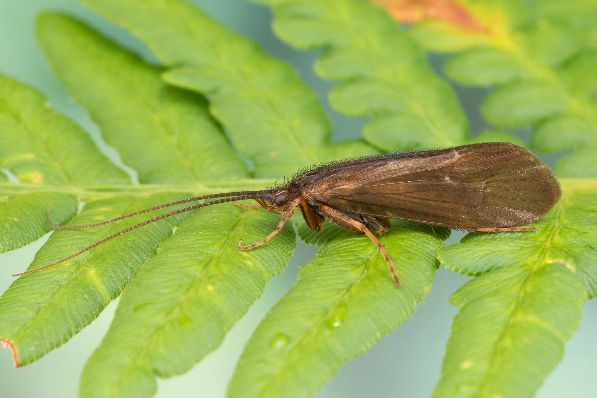 Vårfluer: Limnephilus fuscicornis.