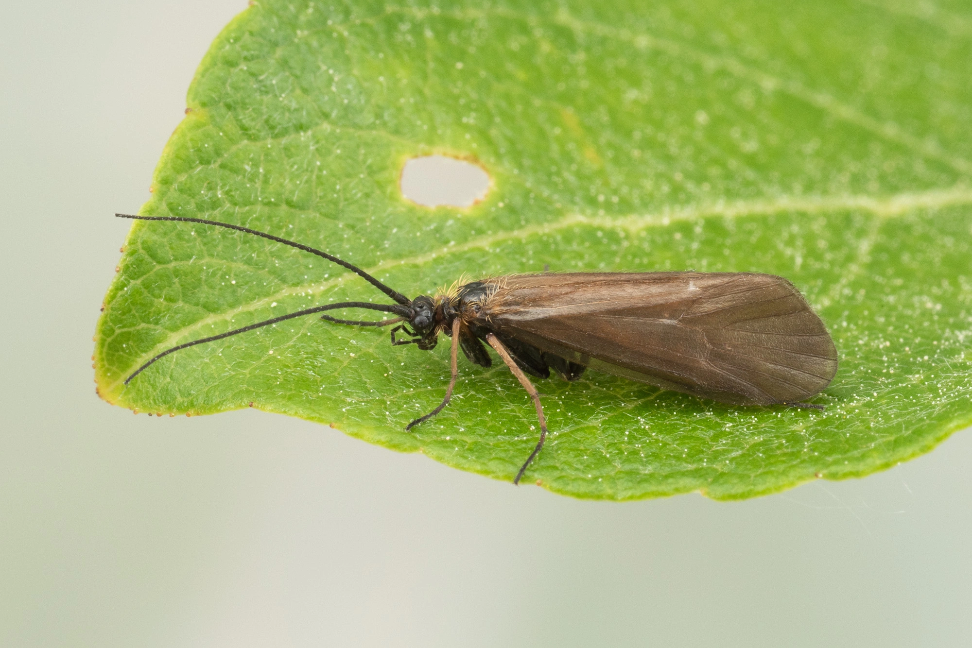 Vårfluer: Parachiona picicornis.