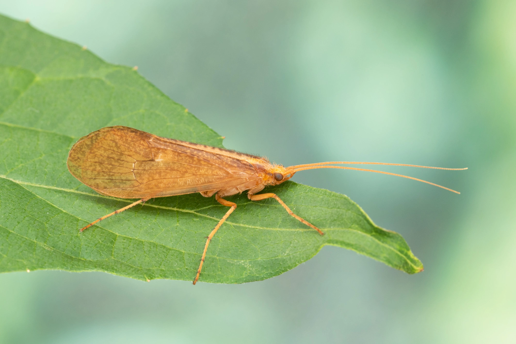 Vårfluer: Stenophylax permistus.