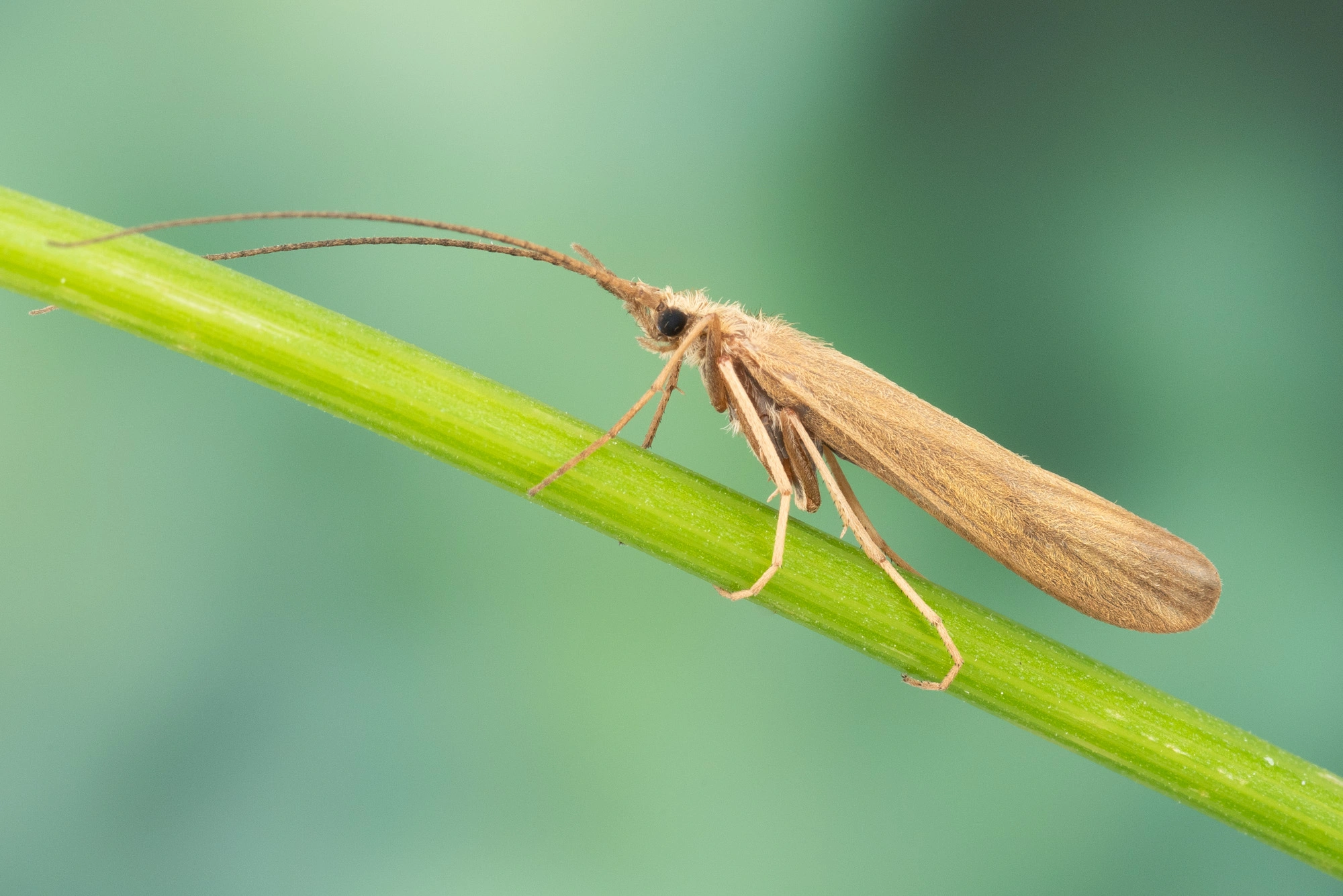 Vårfluer: Molanna angustata.