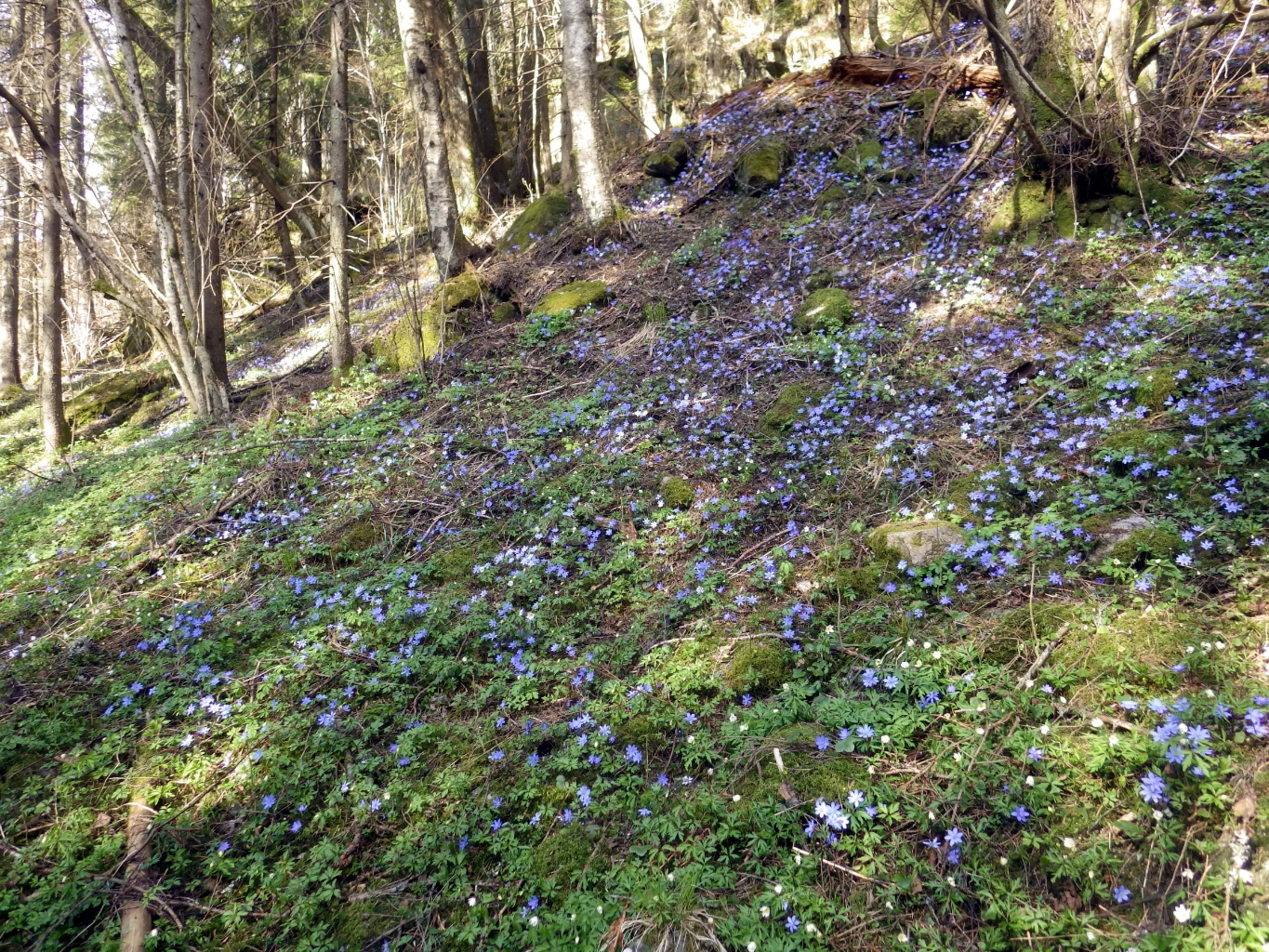 Bilde av naturtypen