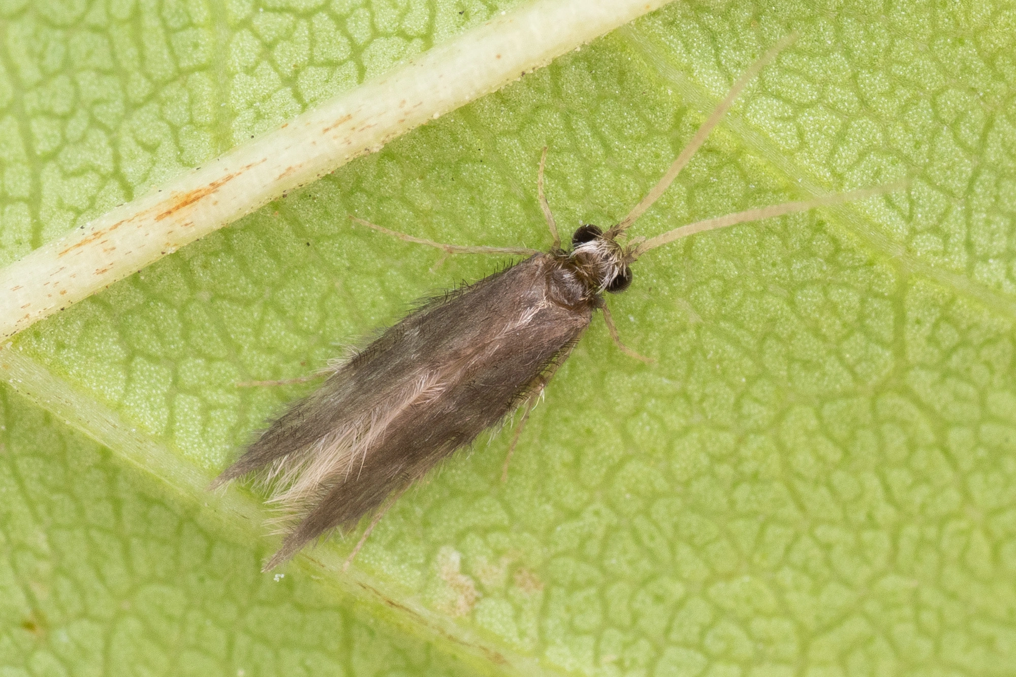 : Oxyethira distinctella.