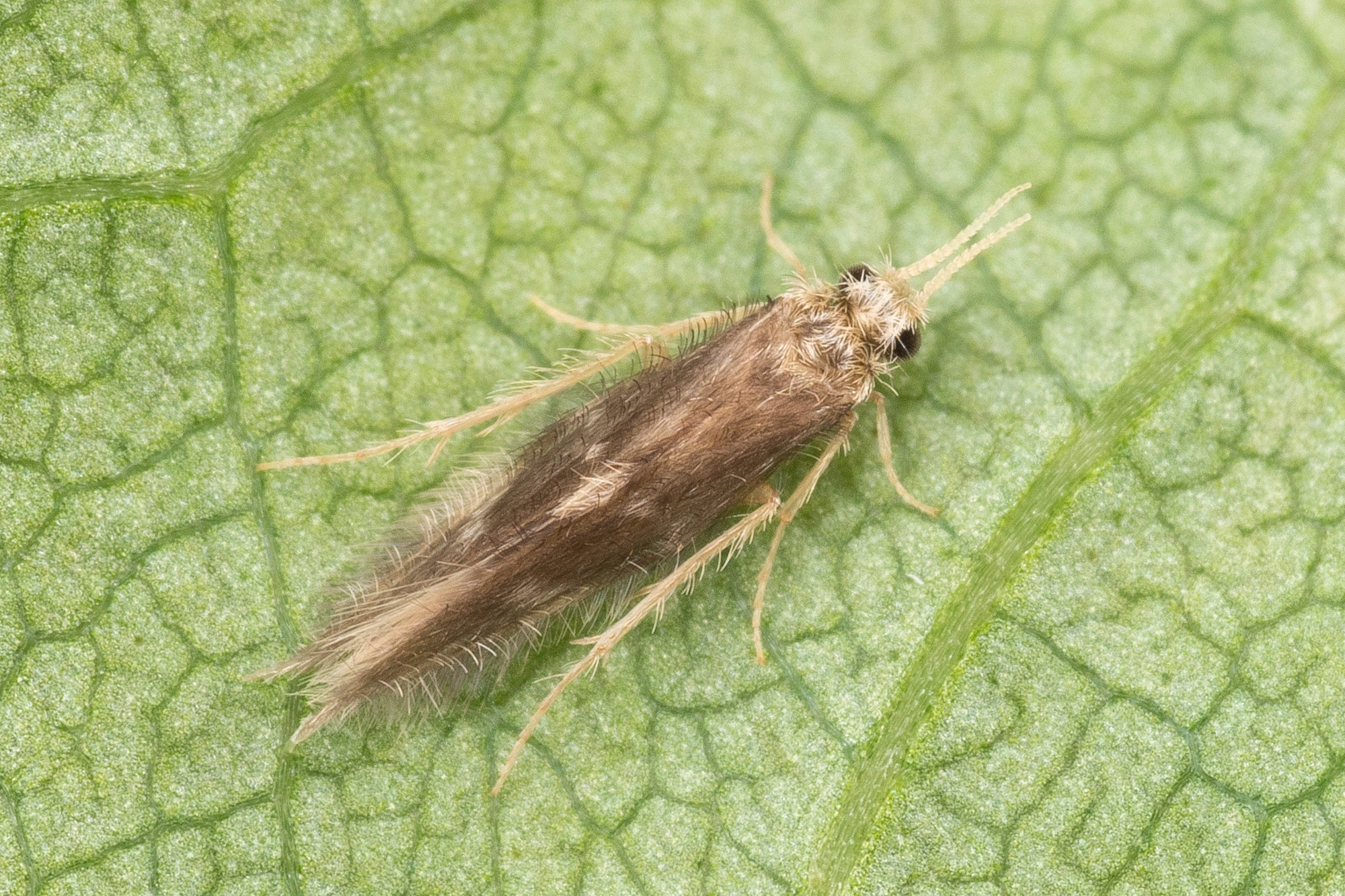 Vårfluer: Oxyethira flavicornis.