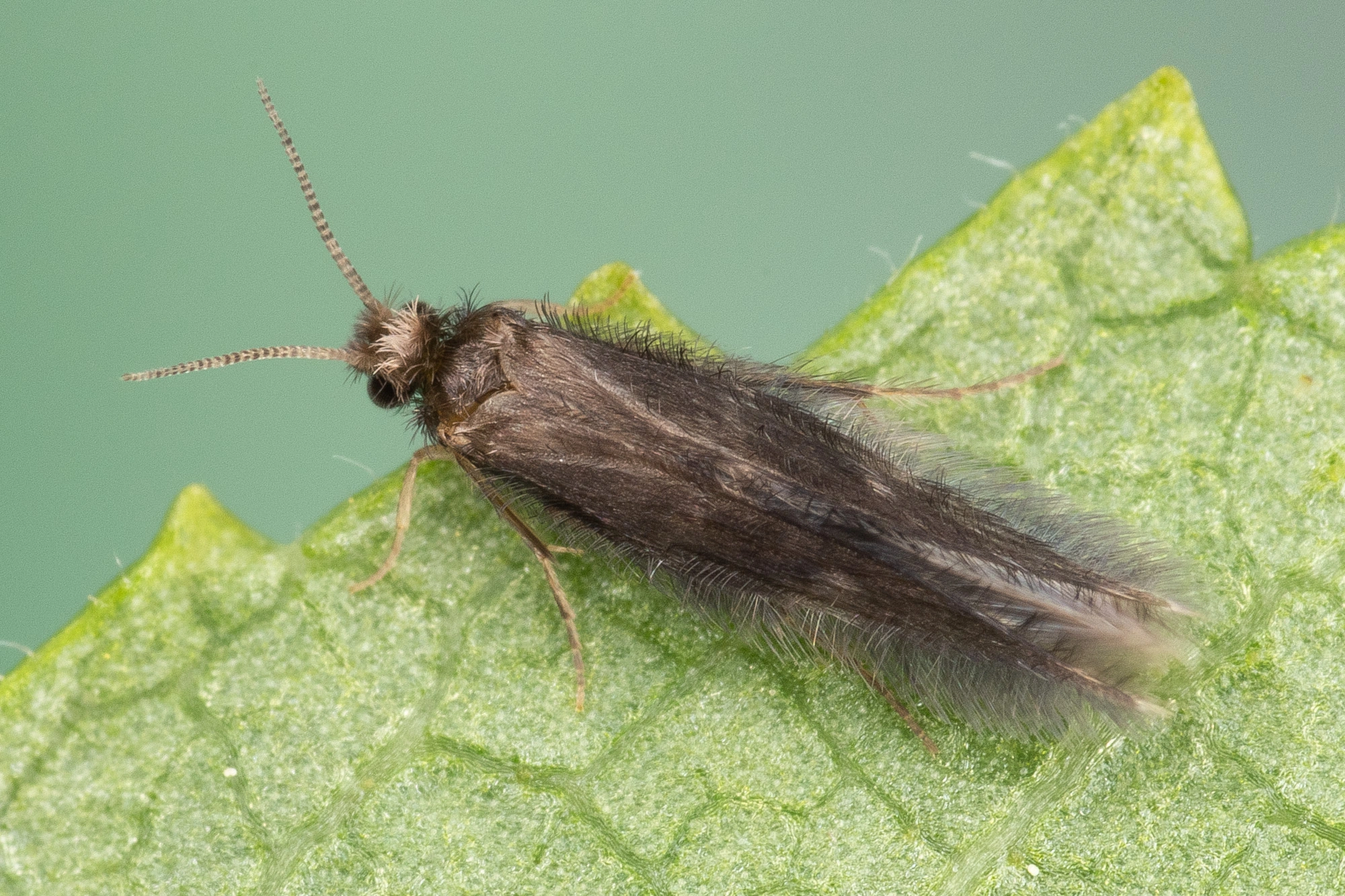 Vårfluer: Oxyethira flavicornis.