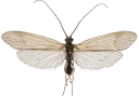 Vårfluer: Apatania cimbrica.