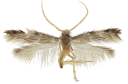 Vårfluer: Oxyethira distinctella.