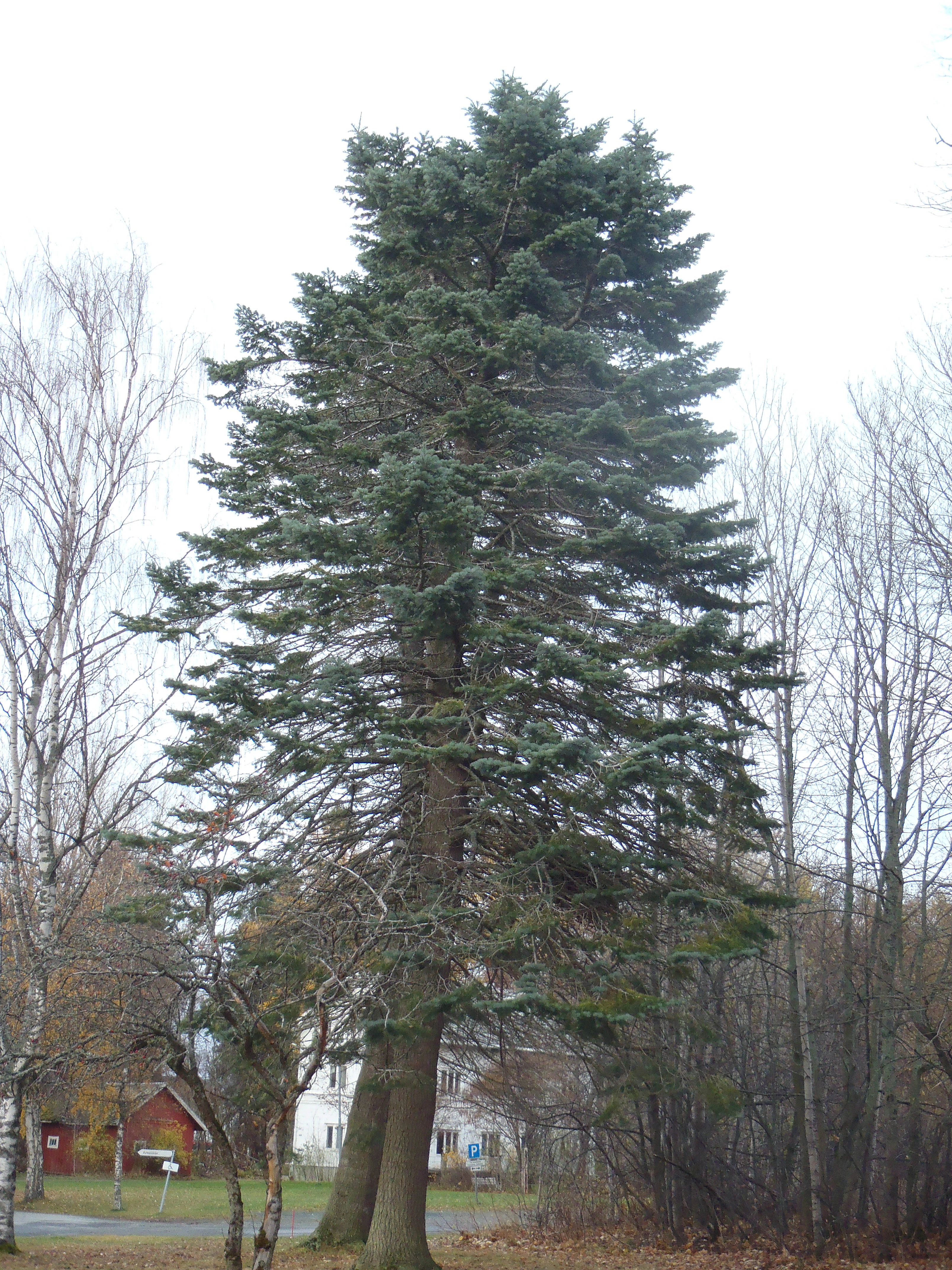 : Abies concolor.