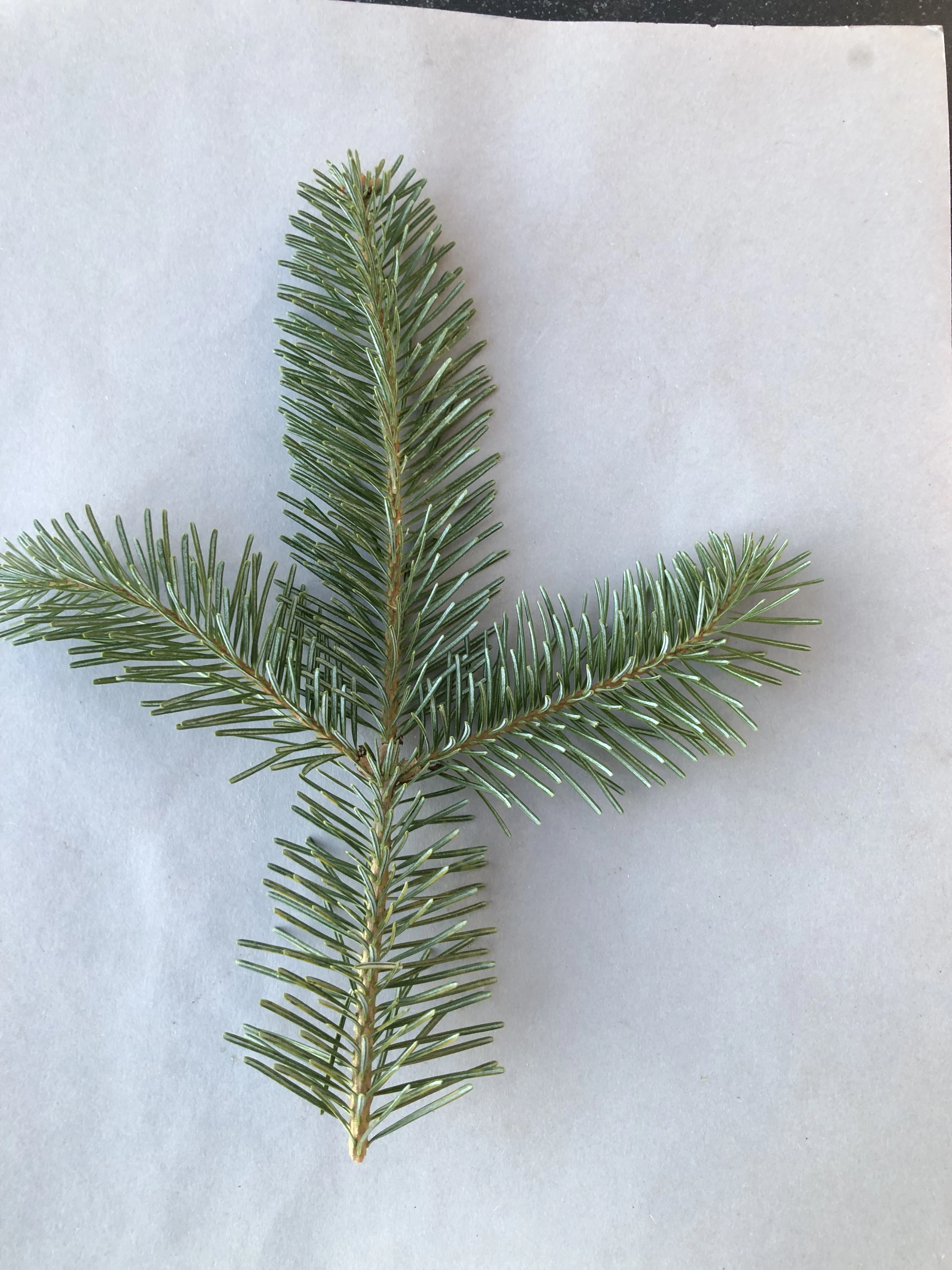 Nakenfrøete planter: Abies lasiocarpa.