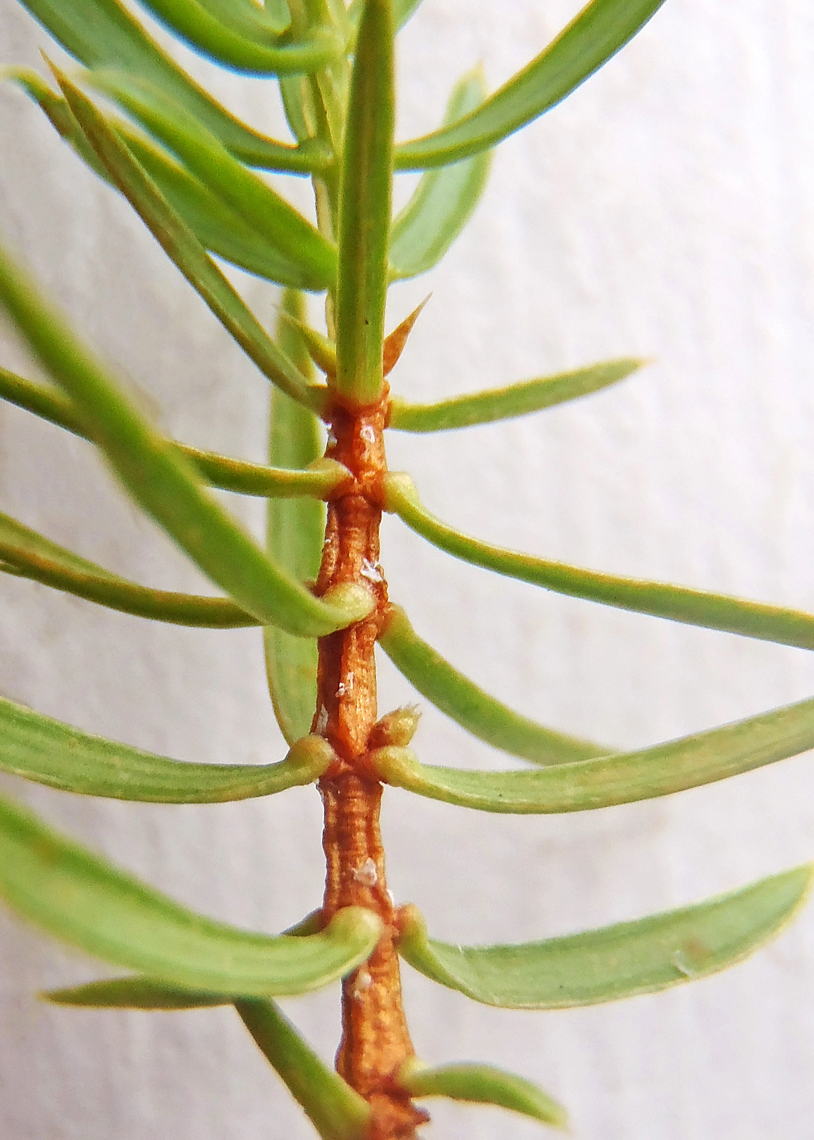 Nakenfrøete planter: Juniperus communis communis.