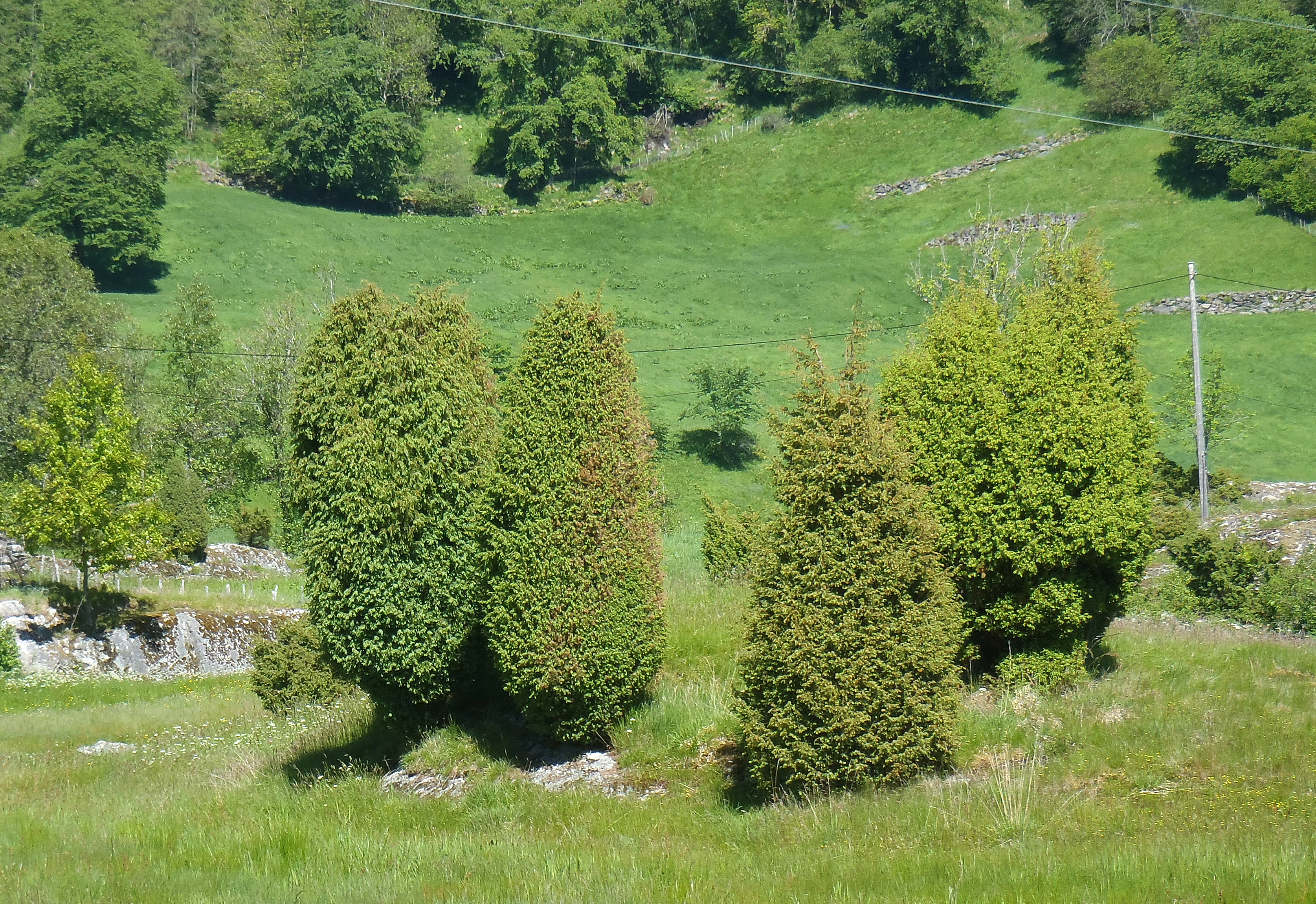 Nakenfrøete planter: Juniperus communis communis.