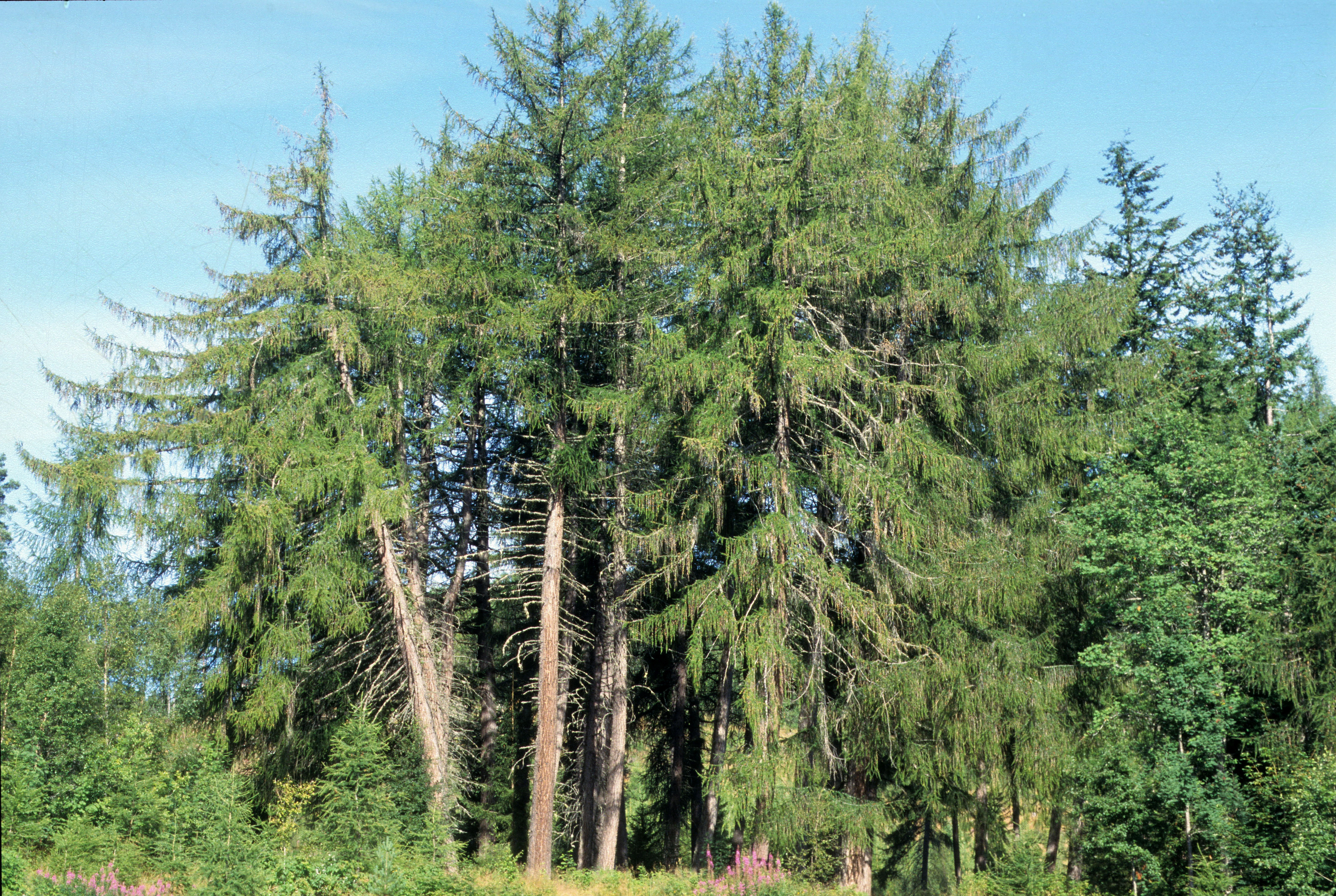 : Larix decidua.