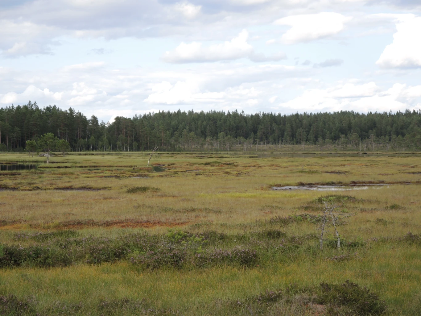 Bilde av naturtypen