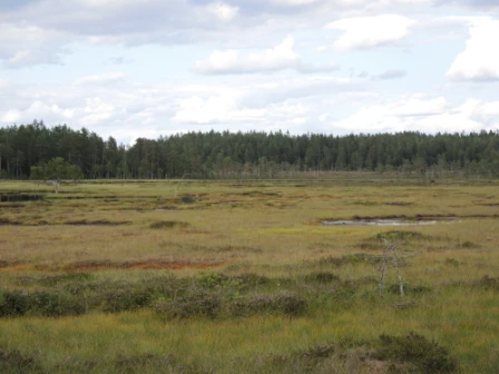 Bilde av Topogene torvmassiv