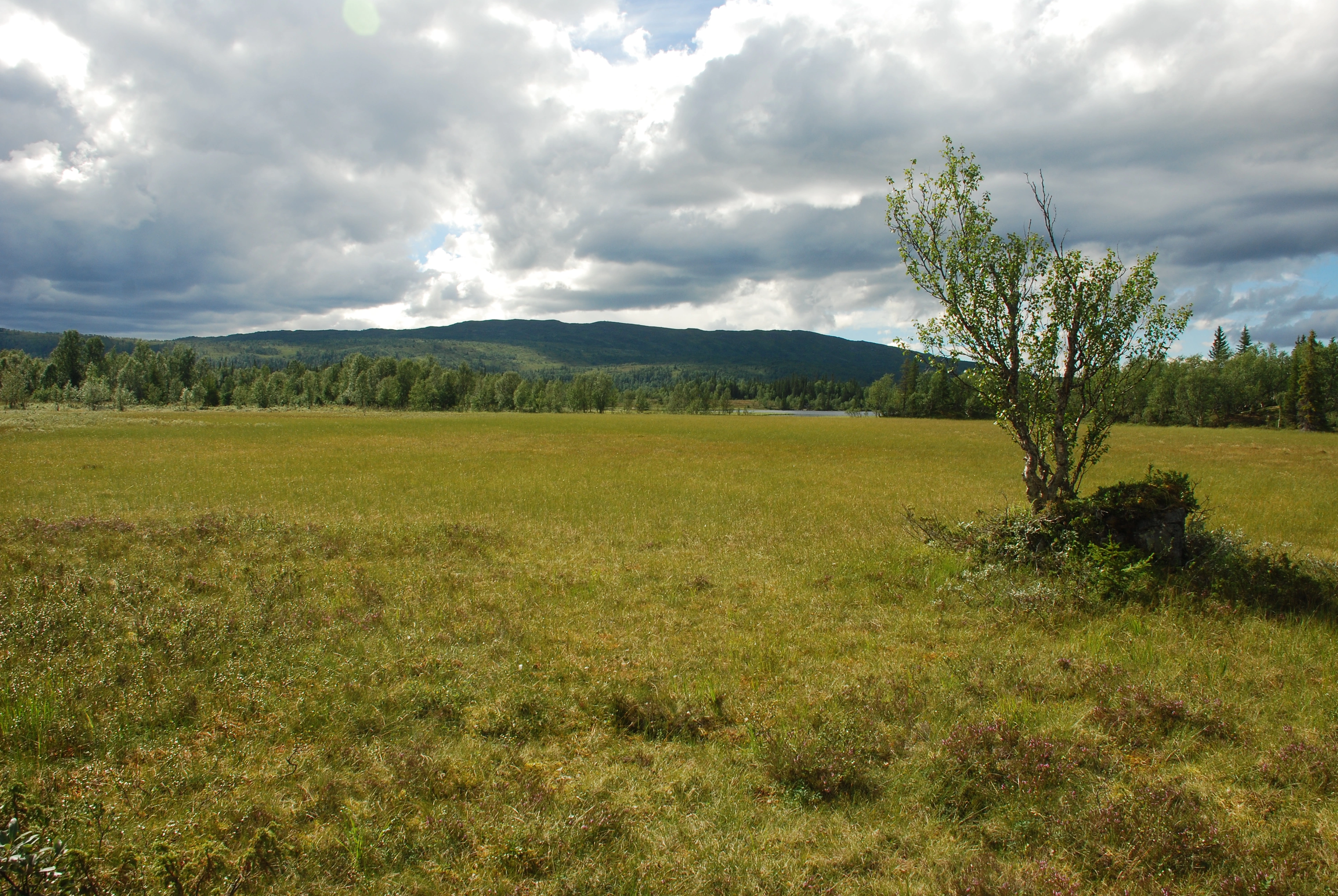 NIN-3.0-T-A-LV-TM-0-M-A02 Flatmyr.